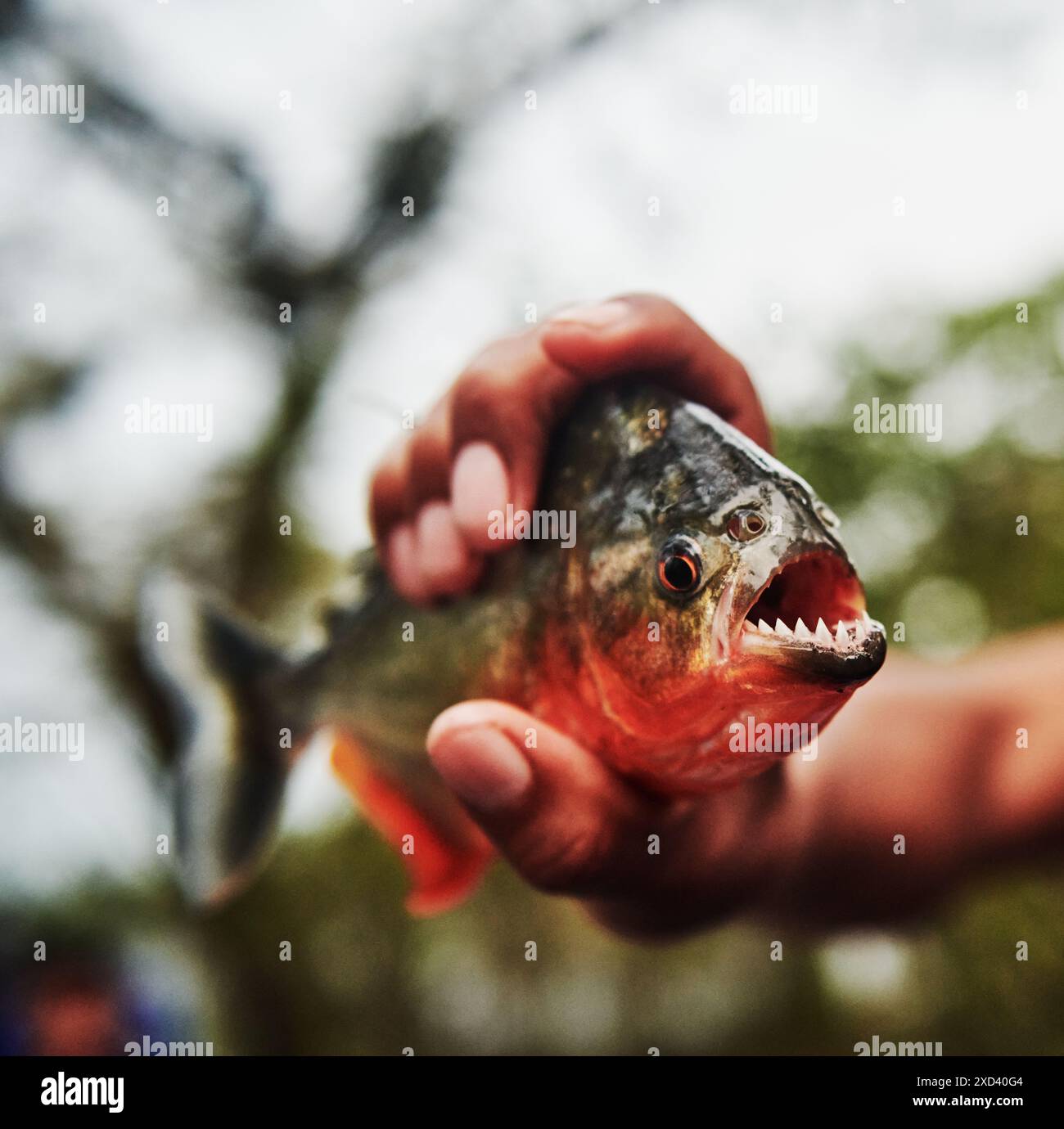 Mano che tiene in mano un pesce piranha nella riserva naturale di Cuyabeno, nella foresta pluviale amazzonica, Ecuador, Sud America Foto Stock