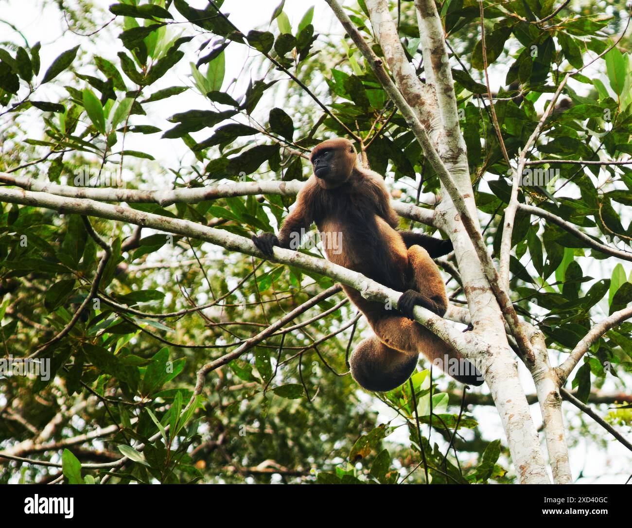 Scimmia lanosa nella riserva naturale di Cuyabeno, foresta pluviale amazzonica, Ecuador, Sud America Foto Stock