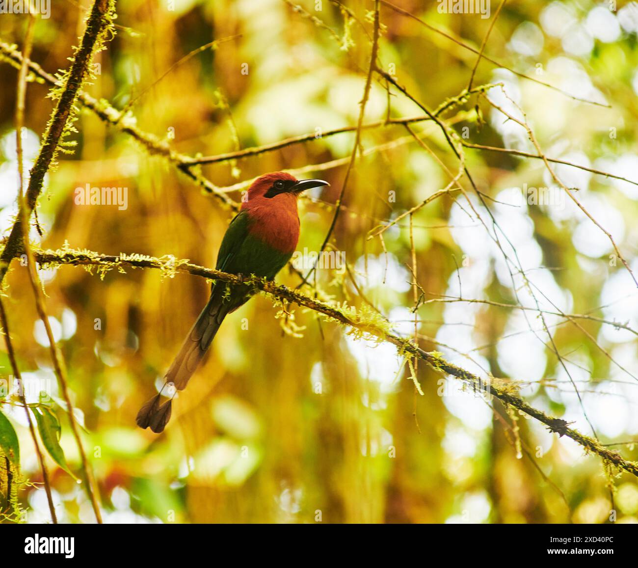 motmot a pagamento ampio nella foresta di Cloudforest di Maquipucuna, Ecuador, Sud America Foto Stock