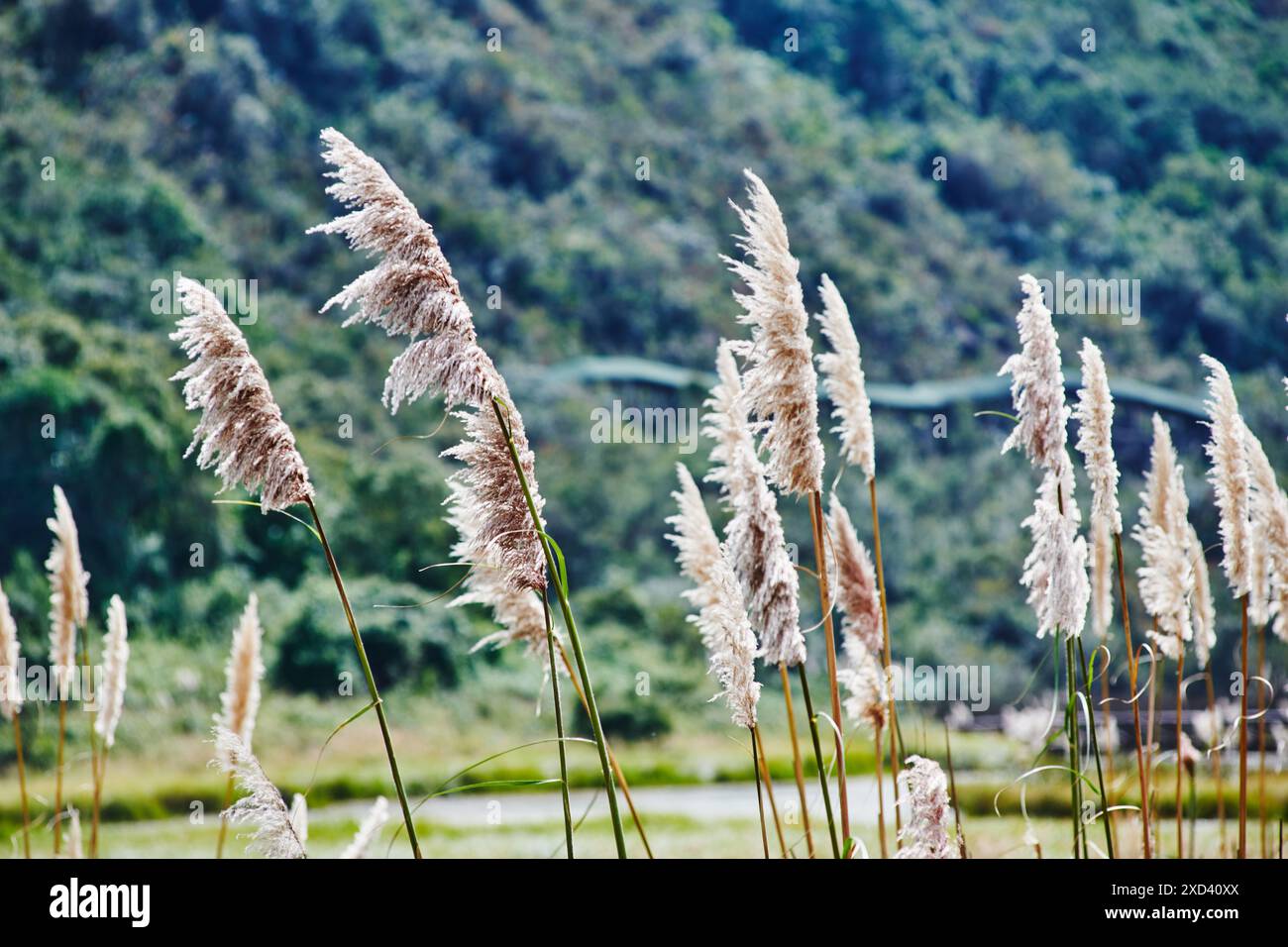 Erba selvatica che cresce nel Parco Nazionale del Cajas, Ecuador, Sud America Foto Stock