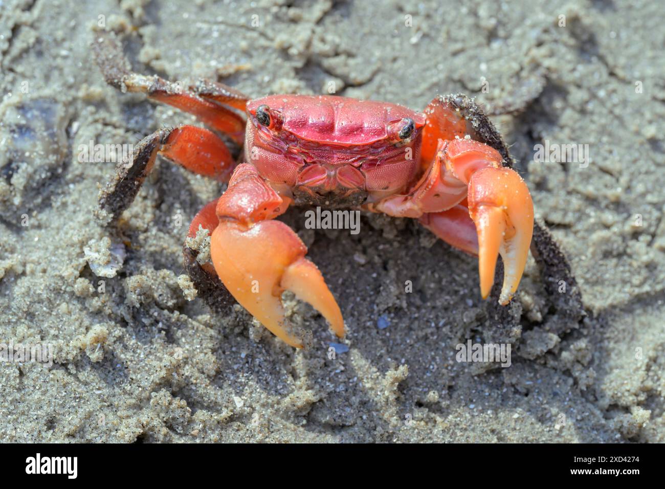 Granchio paludoso (Armases cinereum) sulla spiaggia oceanica di Galveston, Texas, Stati Uniti. Foto Stock