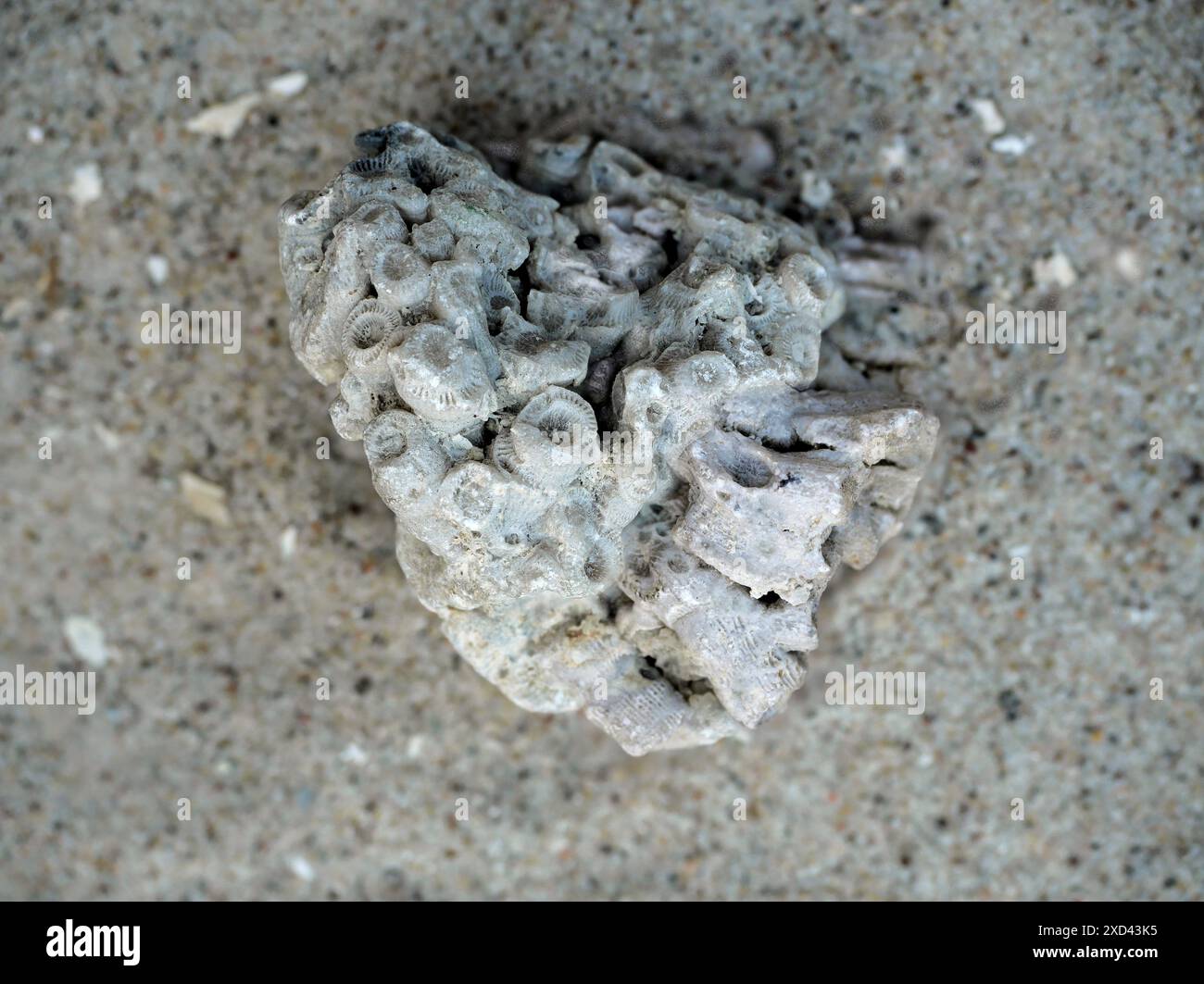 Rami di corallo fossilizzati, frammenti offrono informazioni sugli antichi ambienti marini, lo sviluppo della barriera corallina e le condizioni ecologiche nel corso di milioni di anni Foto Stock