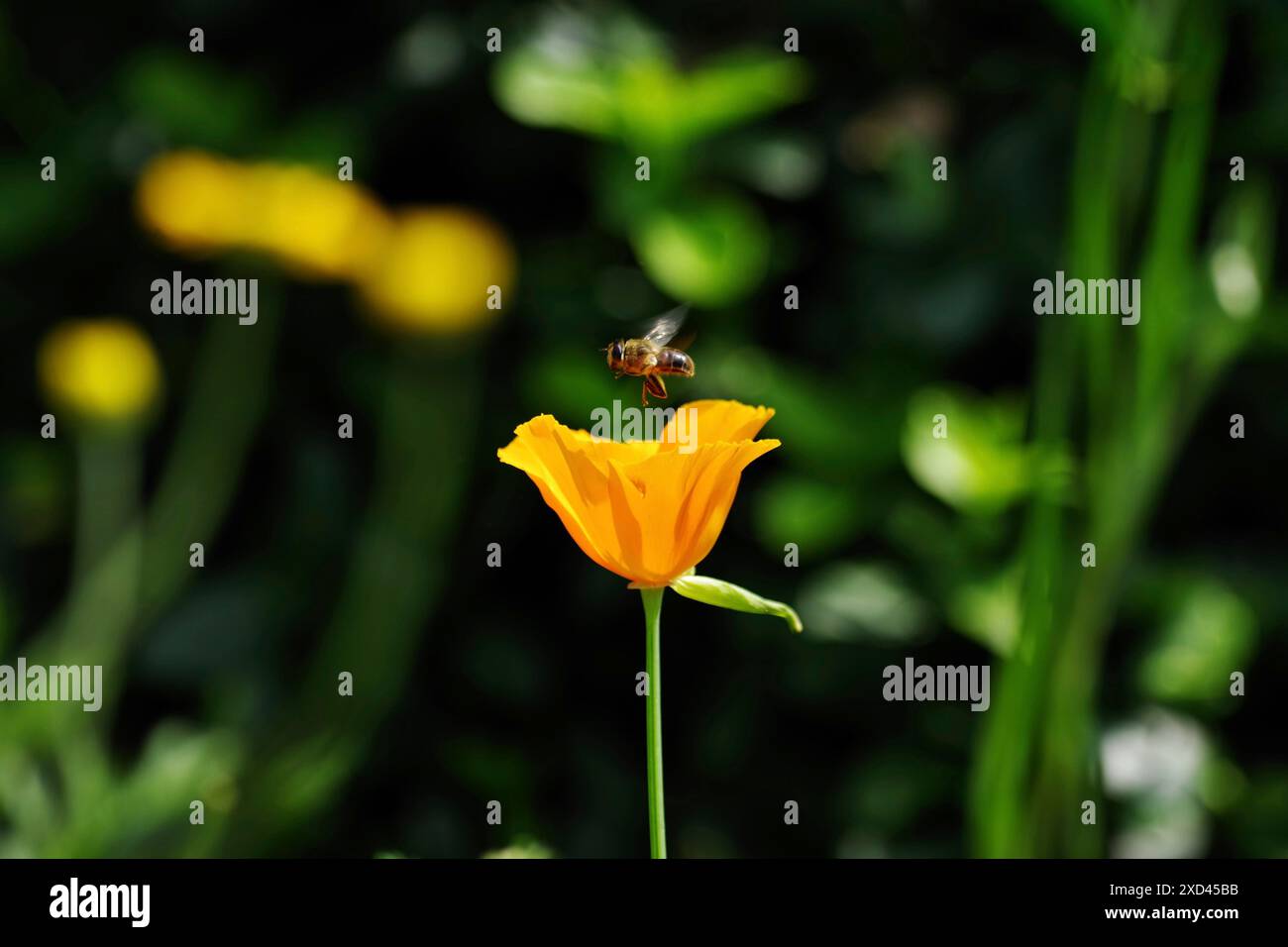 Papavero californiano (Eschscholzia californica), fiore, ape selvatica, Un'ape vola sopra il fiore di una pianta di papavero arancio Foto Stock