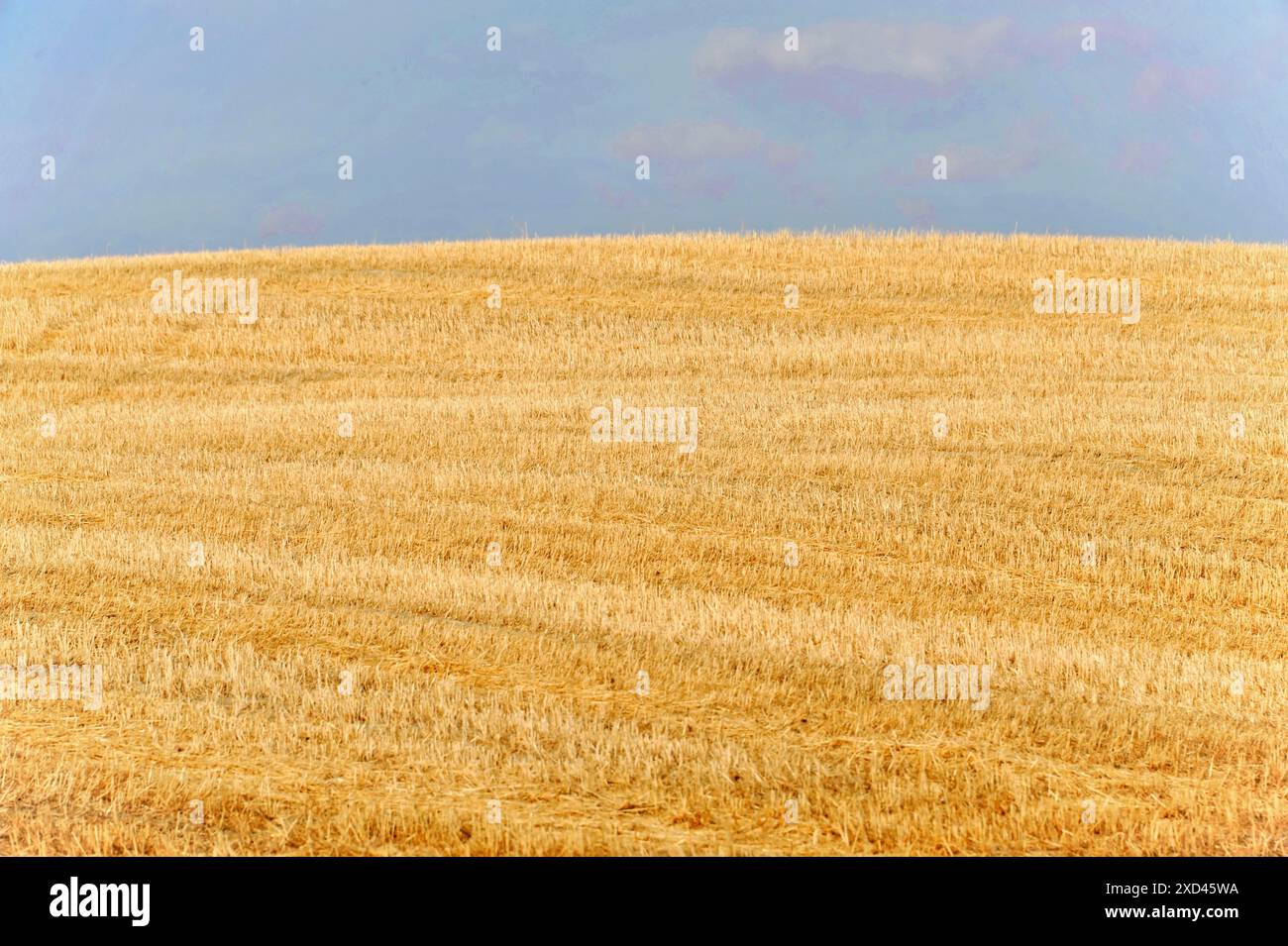 Campi di grano raccolti, paesaggio a sud di Pienza, Toscana, Italia, Europa, campi dorati con balle di fieno sparse sotto un cielo azzurro, Toscana Foto Stock