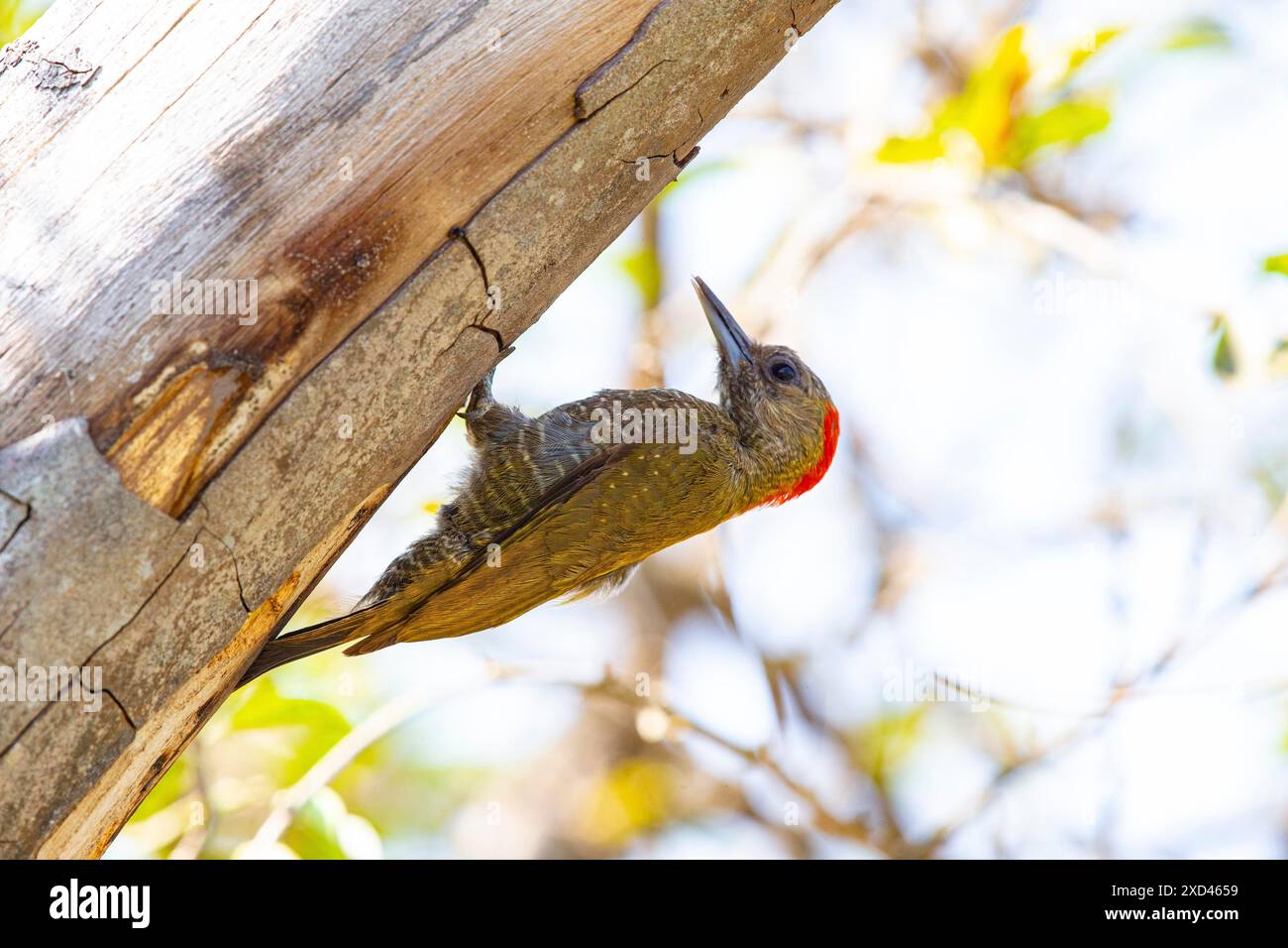 Pileated Woodpecker (Veniliornis passerinus) Pantanal Brasile Foto Stock