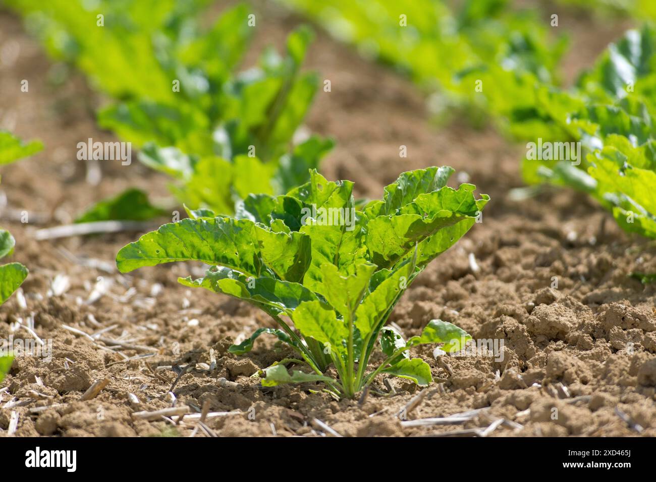 Campo di barbabietola da zucchero (Beta vulgaris subsp. Vulgaris), Baden -Wuerttemberg, Germania Foto Stock