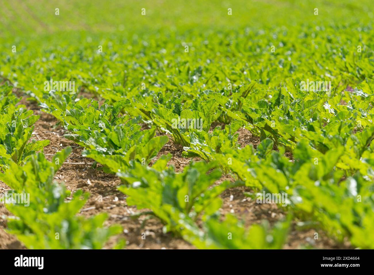 Campo di barbabietola da zucchero (Beta vulgaris subsp. Vulgaris), Baden -Wuerttemberg, Germania Foto Stock