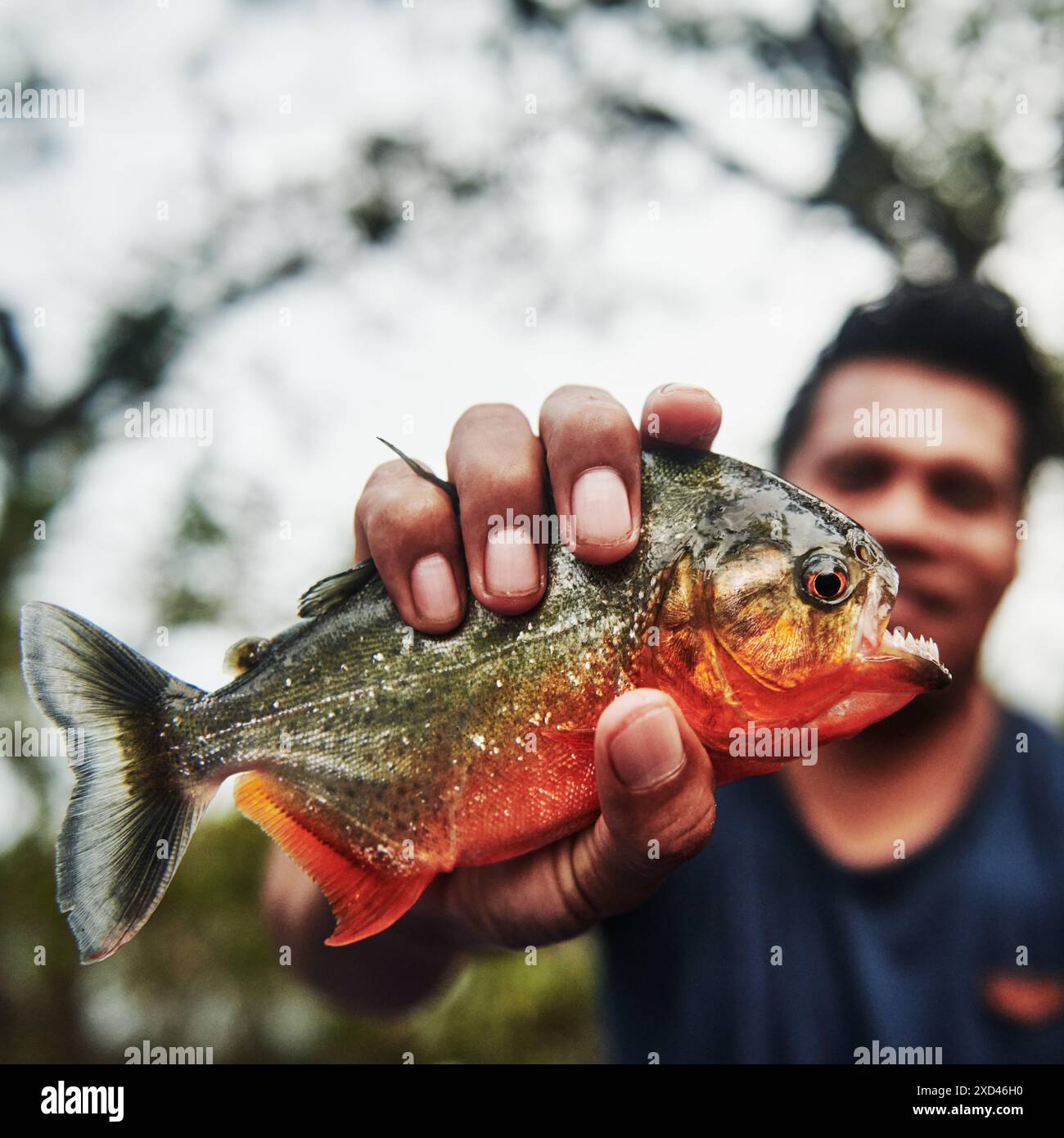 Uomo che detiene un pesce piranha nella riserva naturale di Cuyabeno, nella foresta pluviale amazzonica, Ecuador, Sud America Foto Stock