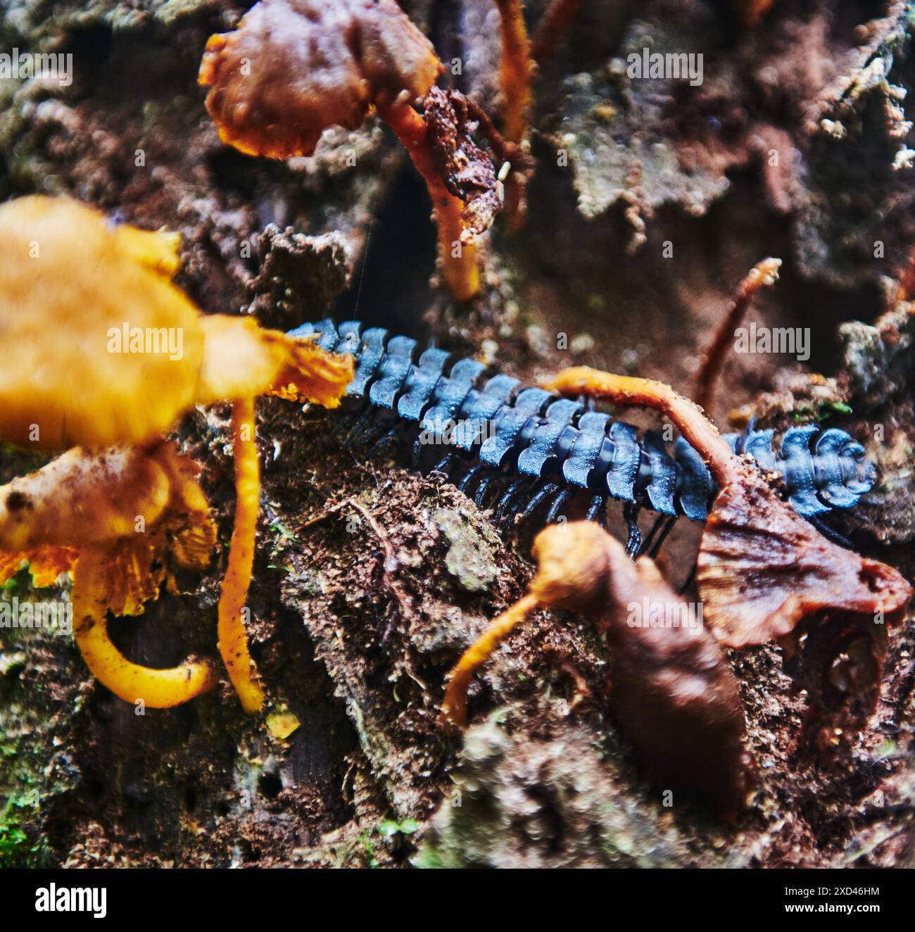 Millipede (Polydesmida), riserva naturale di Cuyabeno, foresta pluviale amazzonica, Ecuador, Sud America Foto Stock