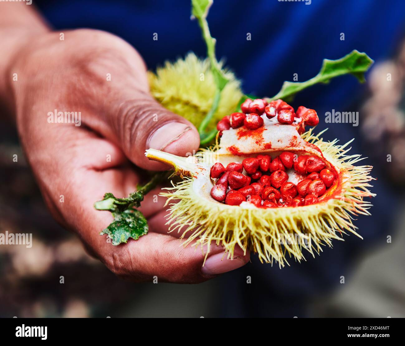 Mani che tengono in mano un'orellana di Bixa, nota anche come pianta di achiote, utilizzata per creare vernice rossa Foto Stock