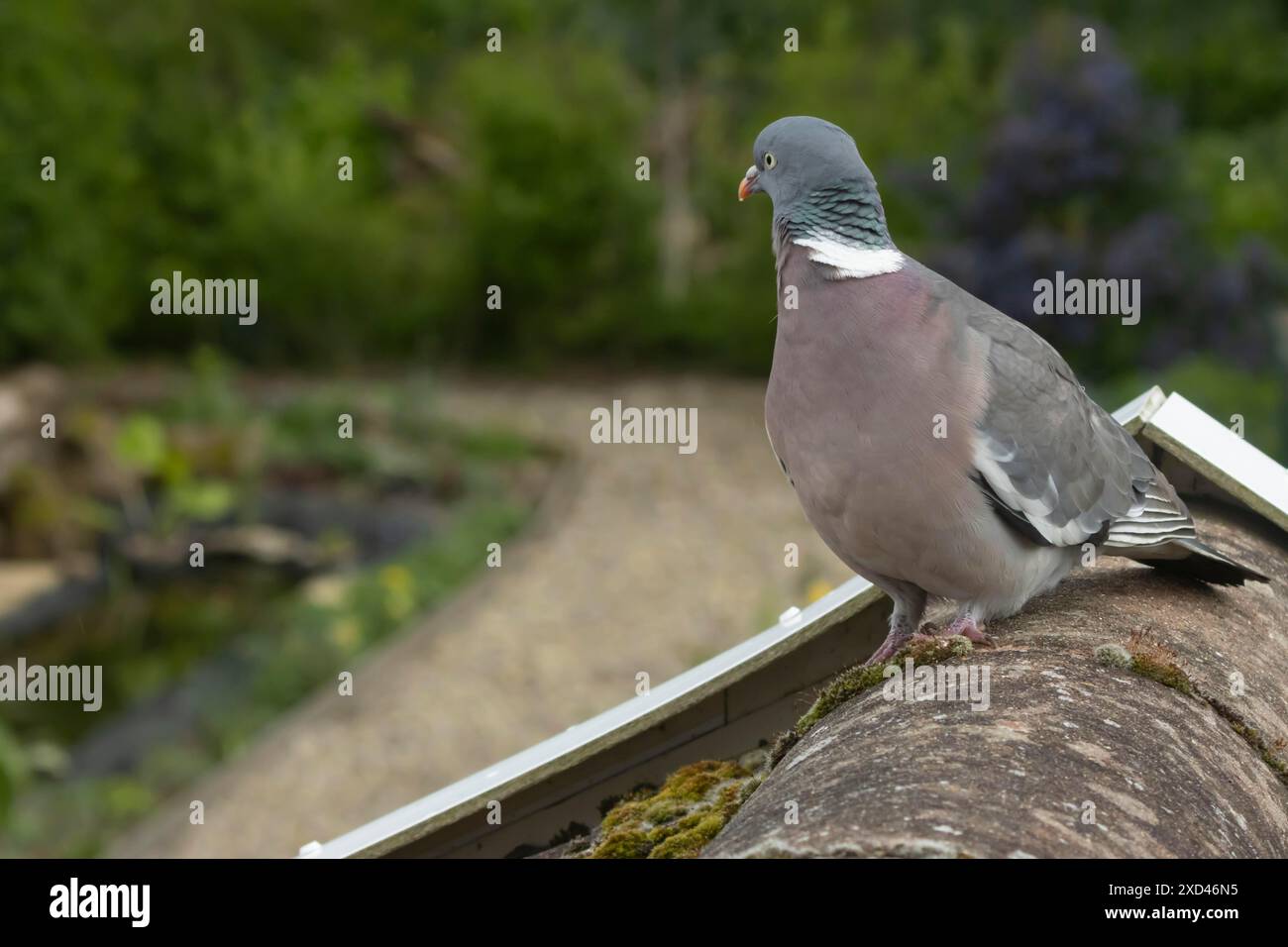 Piccione di legno (palumbus Columba) uccello adulto su un tetto urbano che si aggira su un giardino, Inghilterra, Regno Unito Foto Stock