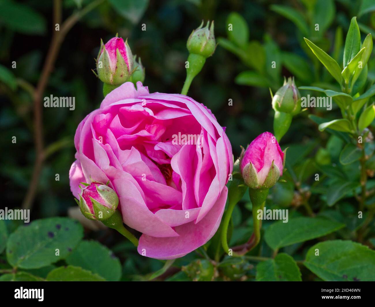 Rosa vecchia (Rosa "Pompon de Bourgogne") Foto Stock