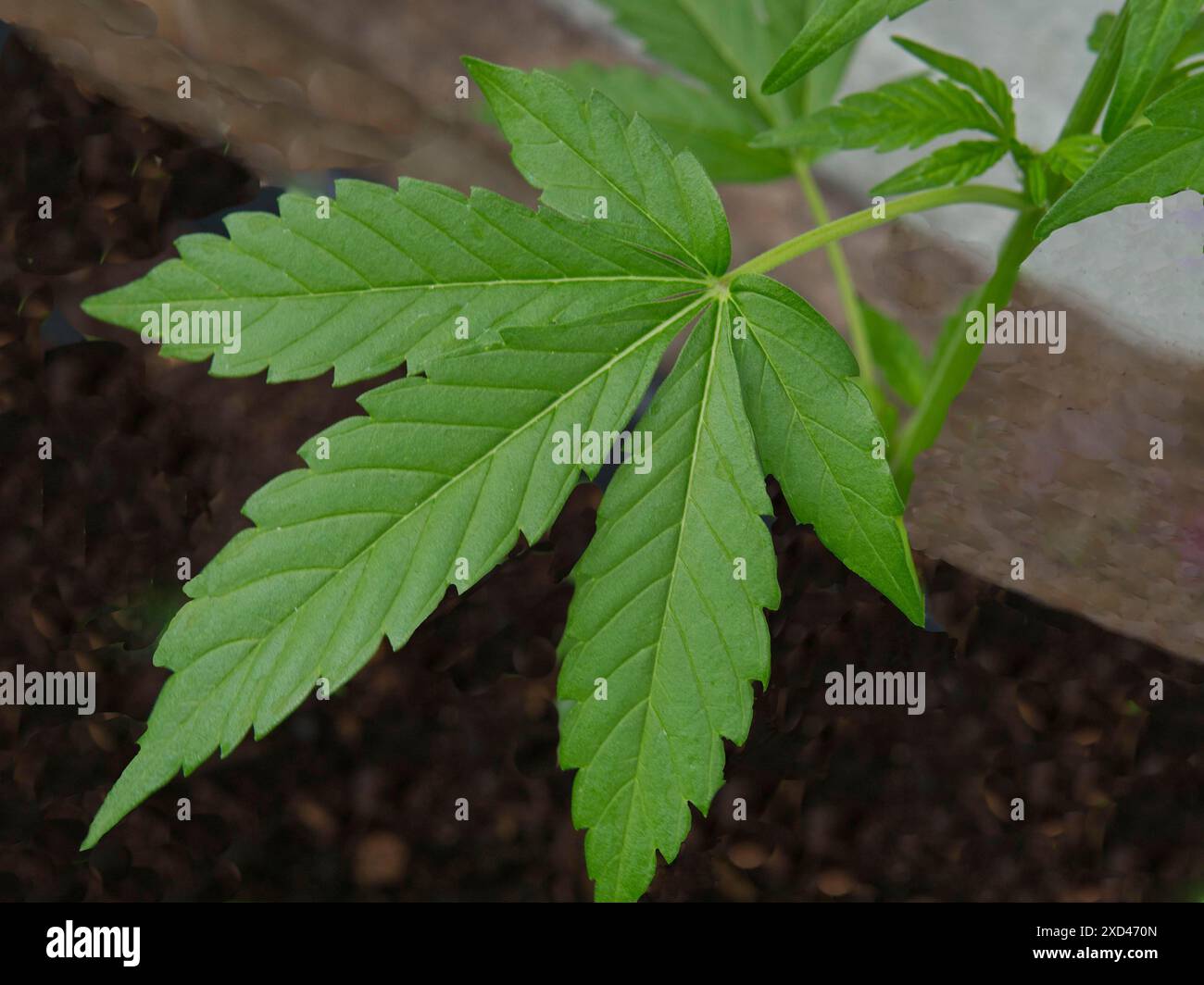 Canapa (cannabis), foglia singola Foto Stock