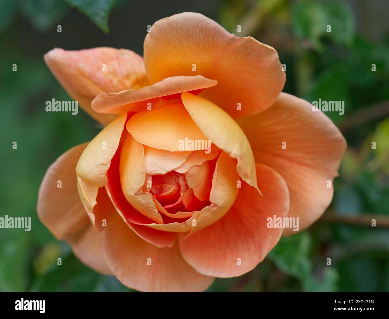 Rosa floribunda (rosa) rosso-arancio splendidi fiori Foto Stock