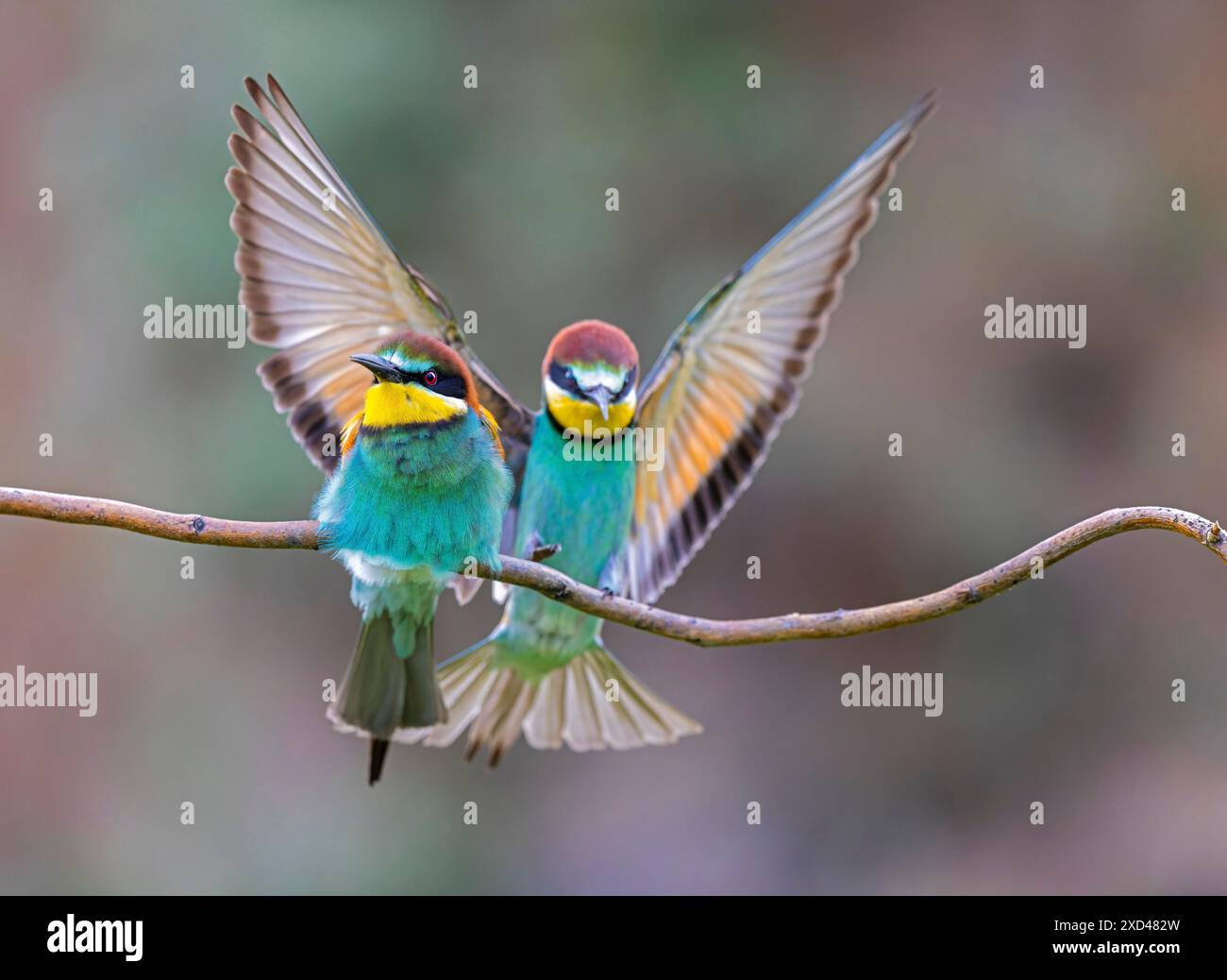 Bee-Eater (Merops apiaster) maschio, femmina, coppia, accoppiamento, atterraggio, Sassonia-Anhalt, Germania Foto Stock