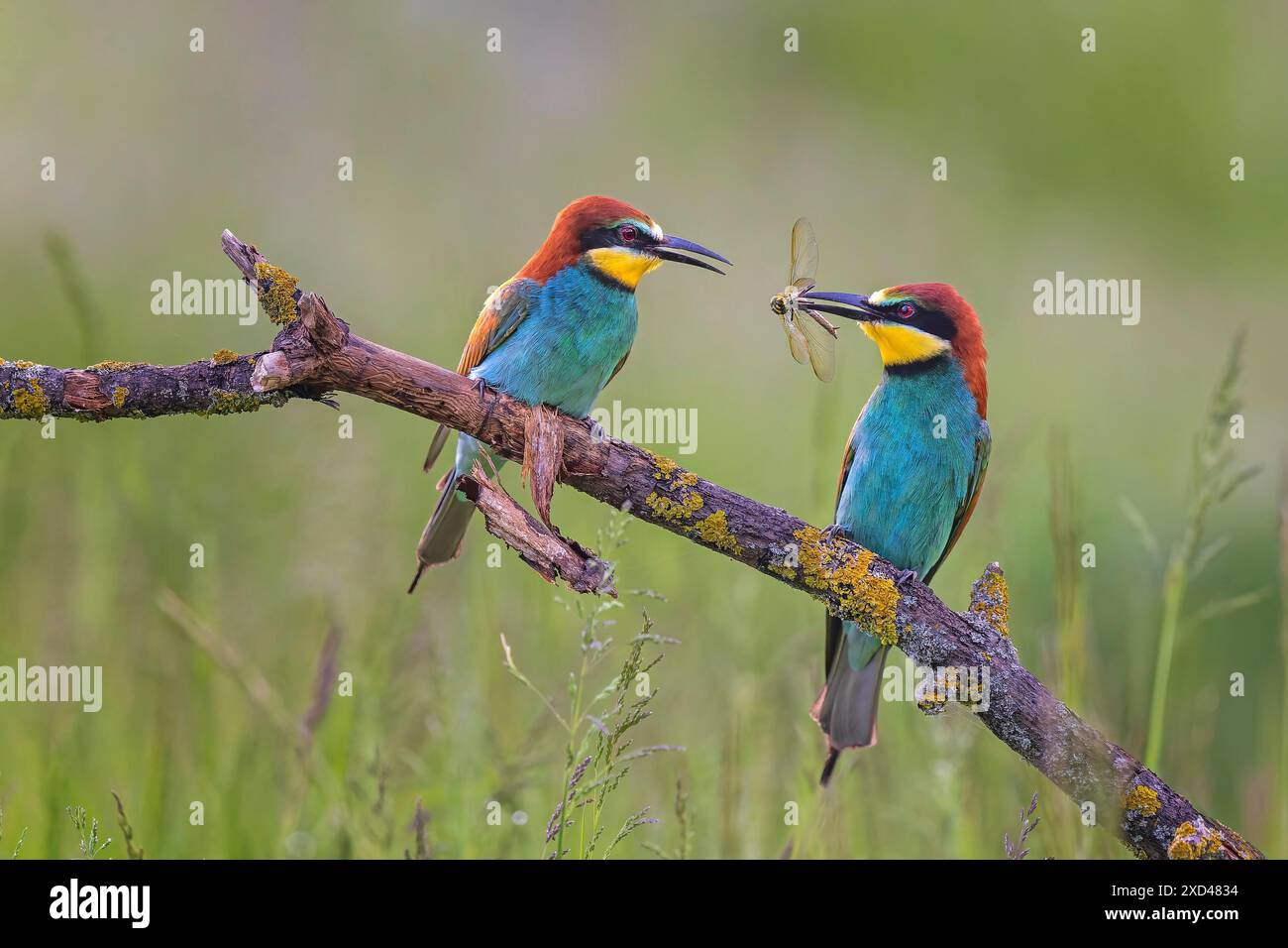 Bee-Eater (Merops apiaster) maschio, femmina, coppia, con libellula macchiata a cuneo come regalo nuziale, corteggiamento, prato estivo, prato fiorito Foto Stock