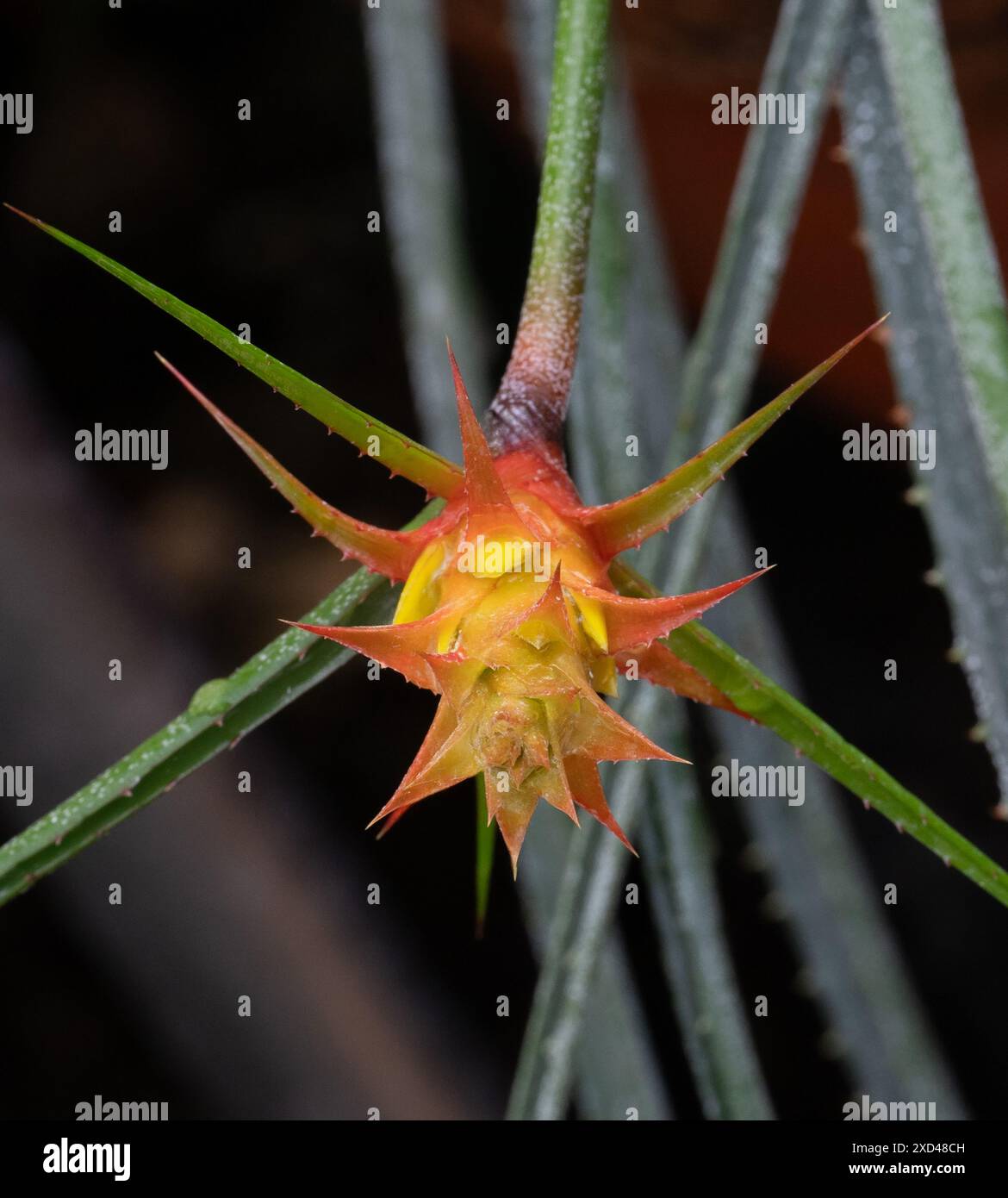 Acanthostachys strobilacea. Originario di Brasile, Paraguay e Argentina Foto Stock