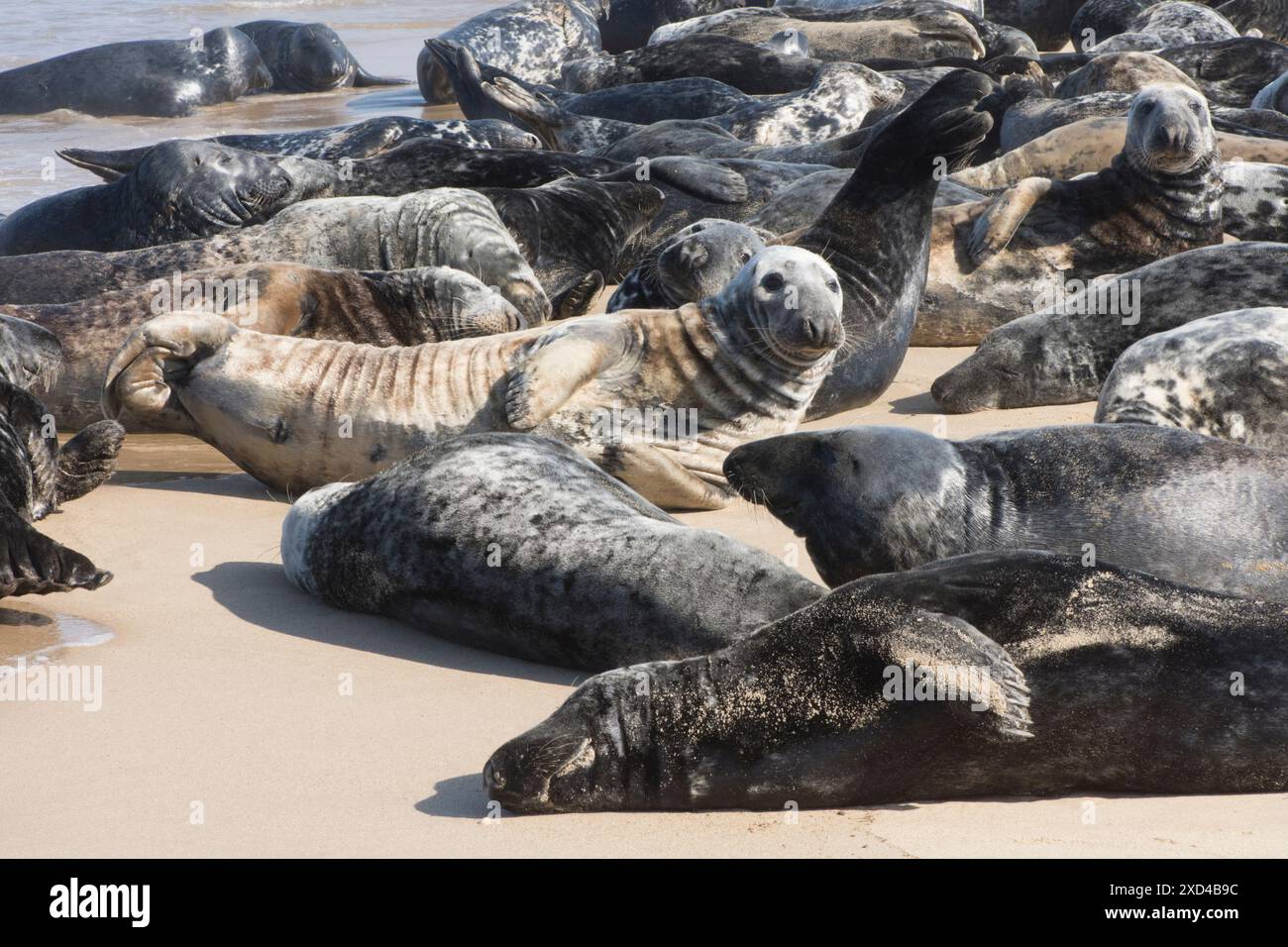 Foche grigie, Halichoerus grypus, molte affollate sulla spiaggia per la muta, Norfolk. Horsey Gap, Regno Unito, maggio Foto Stock