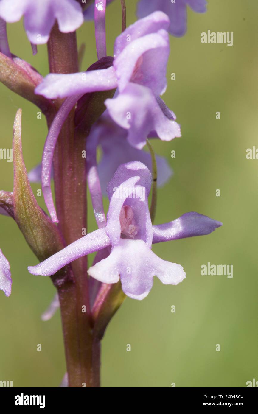 Orchidea profumata, Gymnadenia conopsea, primo piano di singoli fiori su fiore, Foto Stock