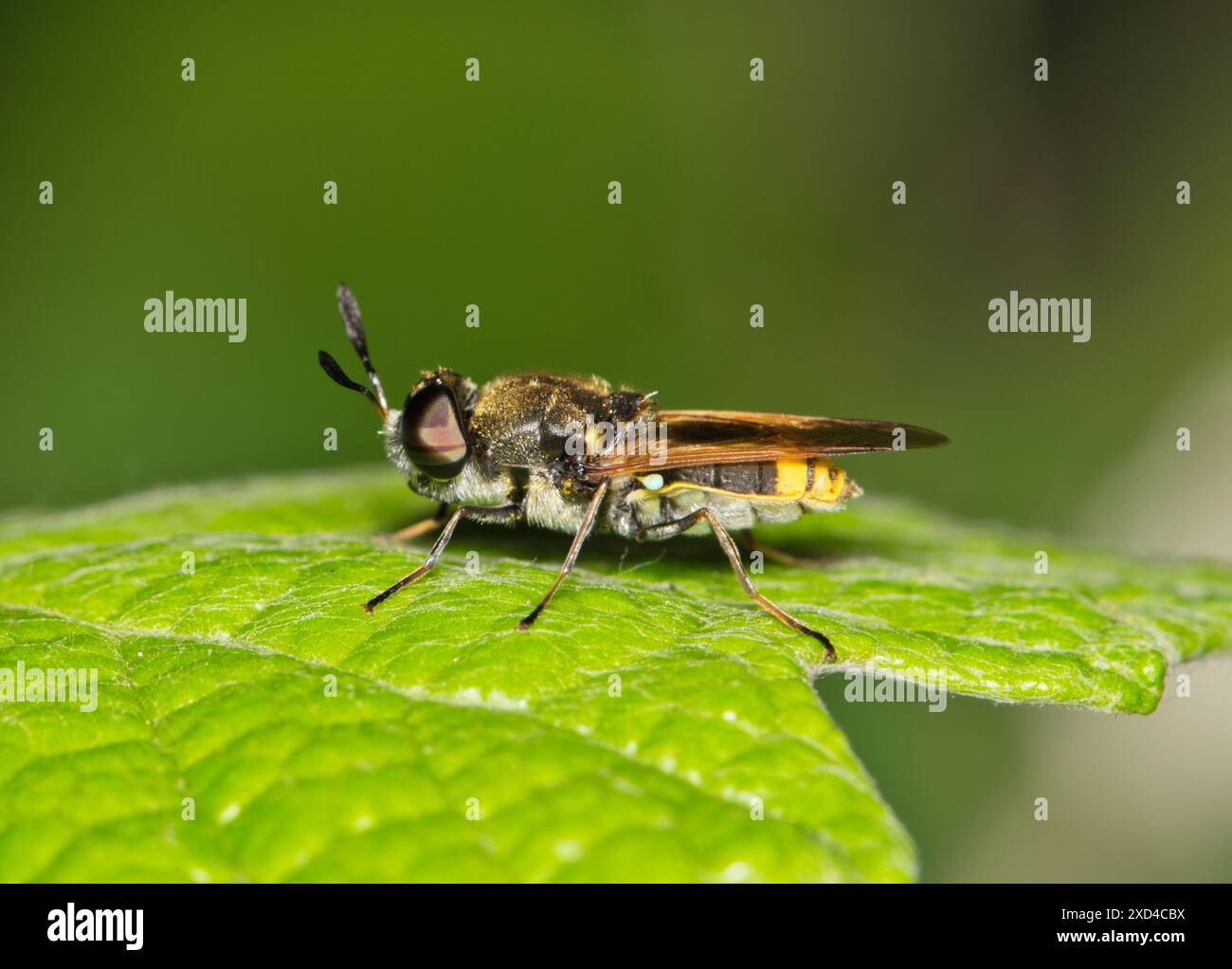 Soldato mosca Hoplitimyia mutabilis insetto foglie natura parassita controllo Springtime. Foto Stock