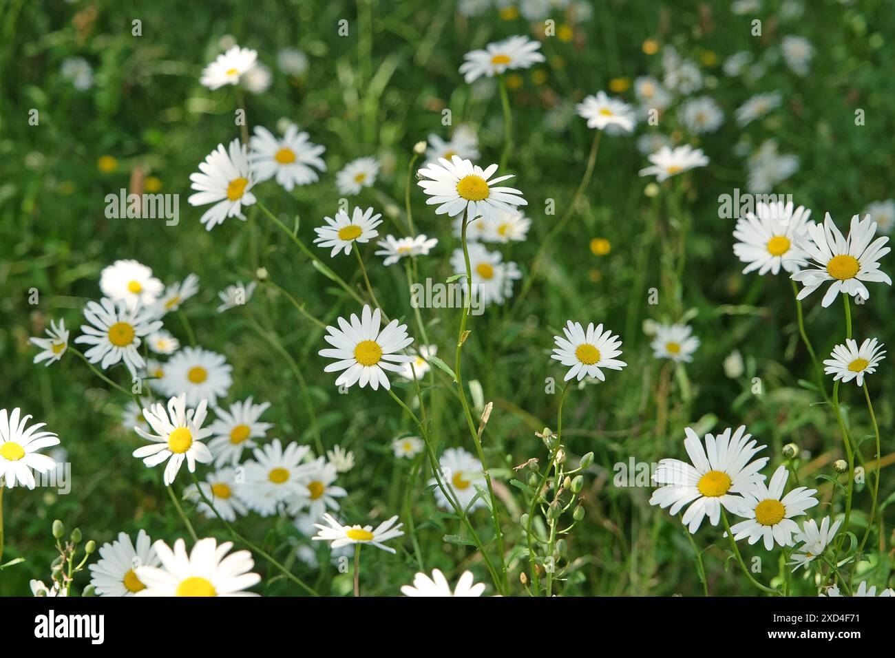 Margherita occhio di bue bianco, Leucanthemum vulgare, in fiore. Foto Stock