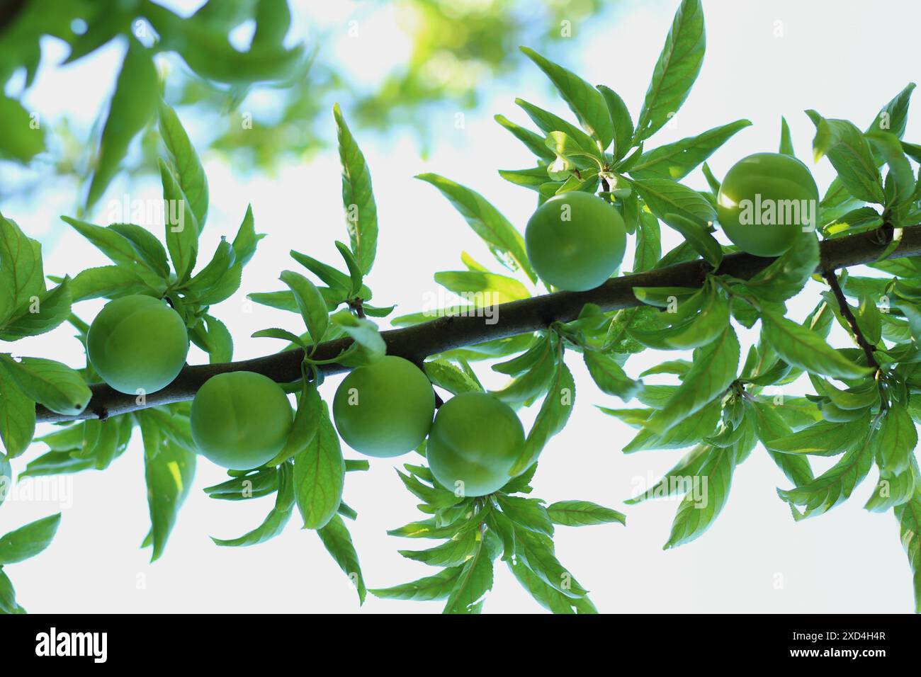 Prugne verdi non mature sull'albero. Ripresa dal basso. Foto Stock