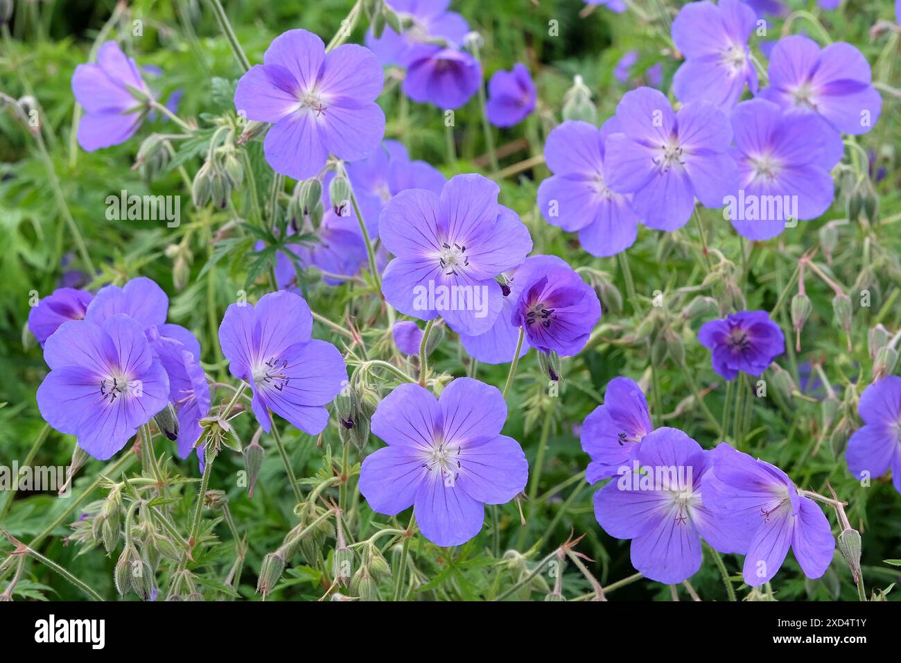 Gru al geranio resistente viola «Orion» in fiore. Foto Stock