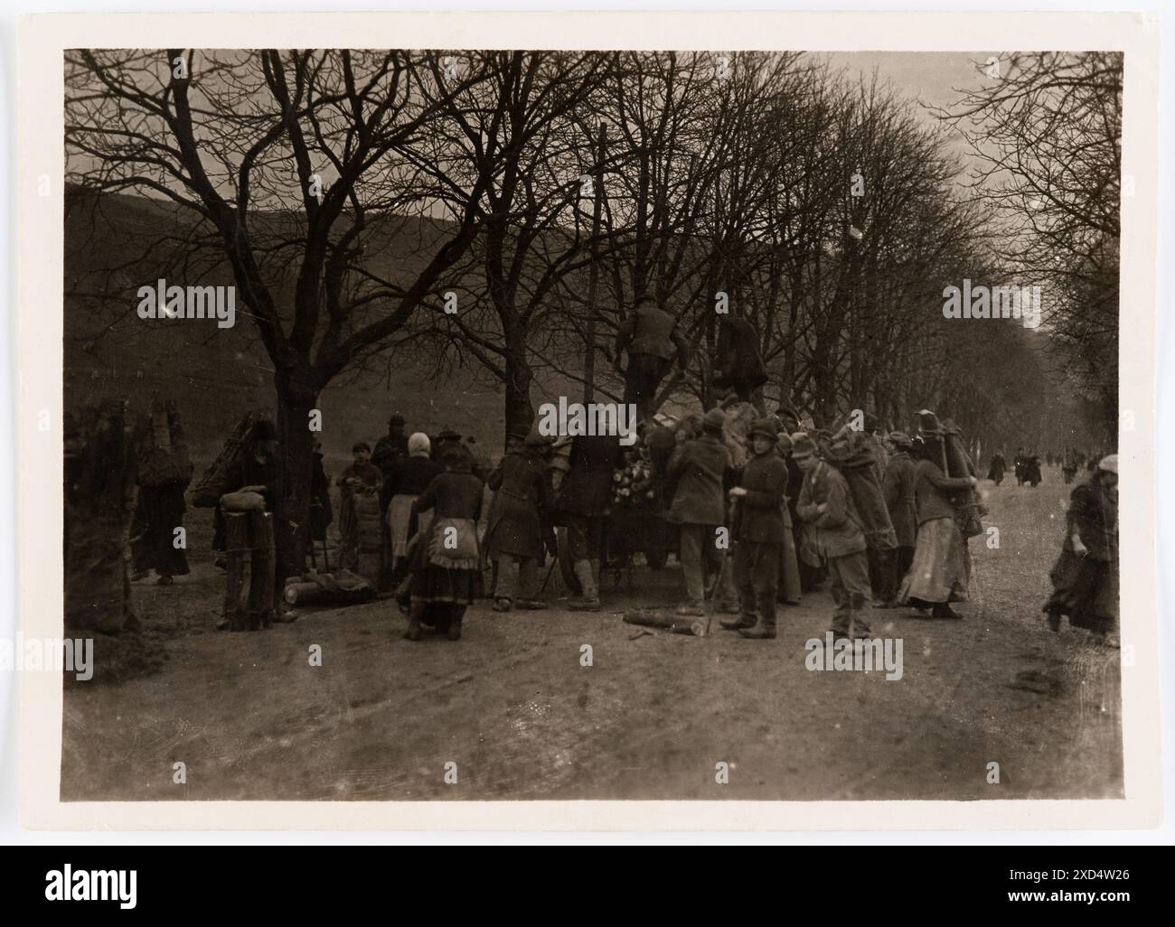 Fotografia di Richard Hauffe del 1919 che mostra la deforestazione dei boschi viennesi durante la penuria di legna da ardere del dopoguerra. L'immagine documenta la rimozione del legname utilizzato come rifornimento di carburante di emergenza per la città di Vienna. Foto Stock