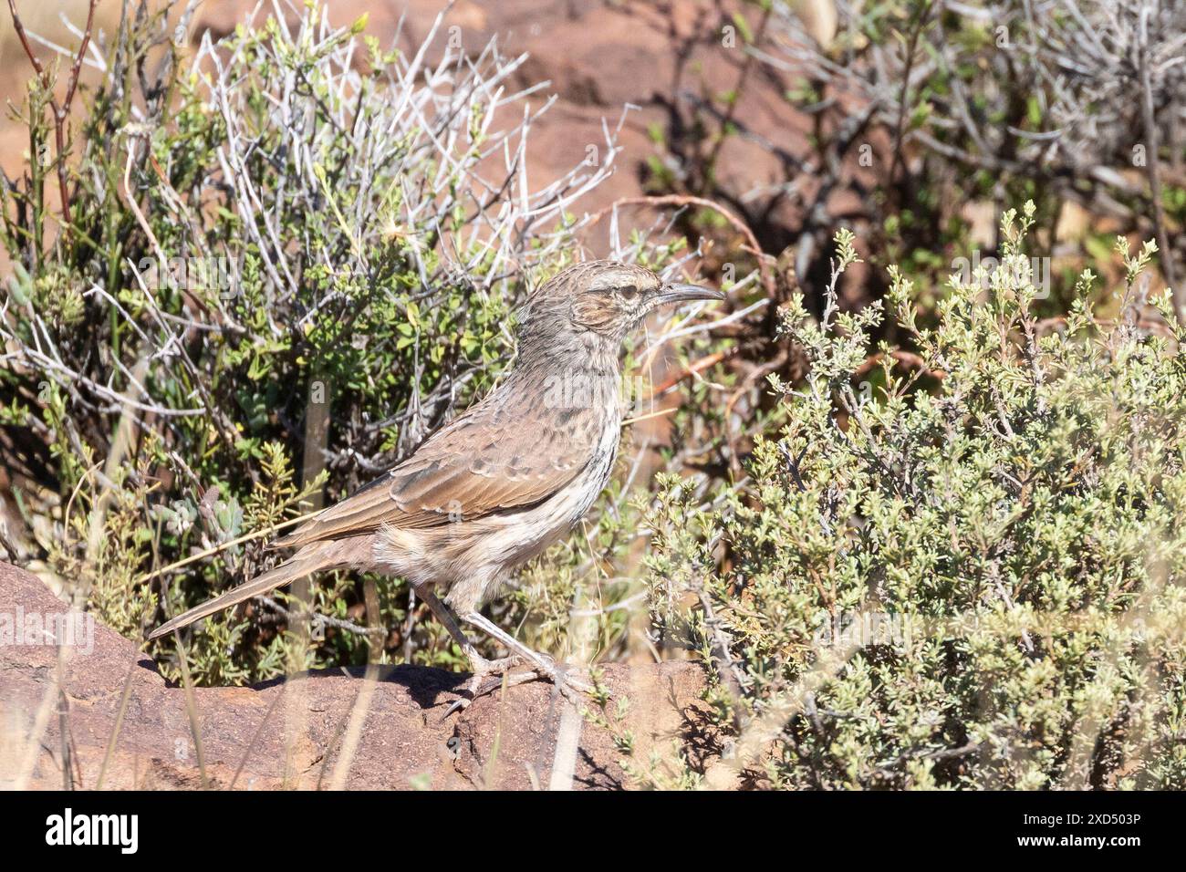 Karoo Lark a becco lungo (Certhilauda subcoronata gilli), Parco Nazionale di Karoo, vicino a Beaufort West, Capo Occidentale, Sudafrica, nell'habitat montano dei fynbos Foto Stock