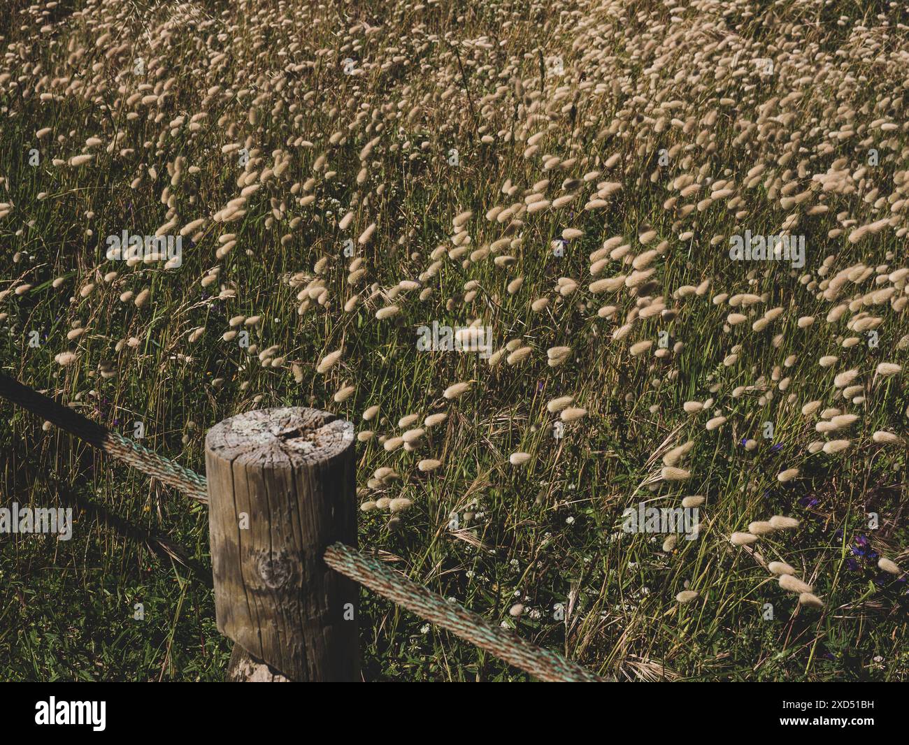 Campo della coda della lepre con recinzione della corda.corda palo in legno Foto Stock