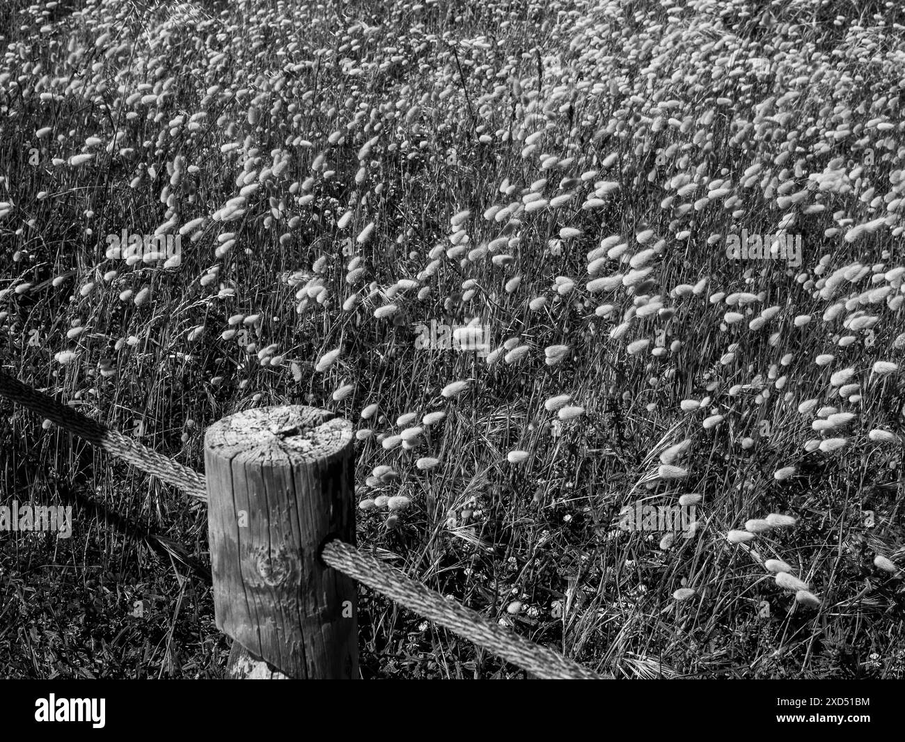 Campo della coda della lepre con recinzione di corda. Fune palo in legno nero e bianco Foto Stock