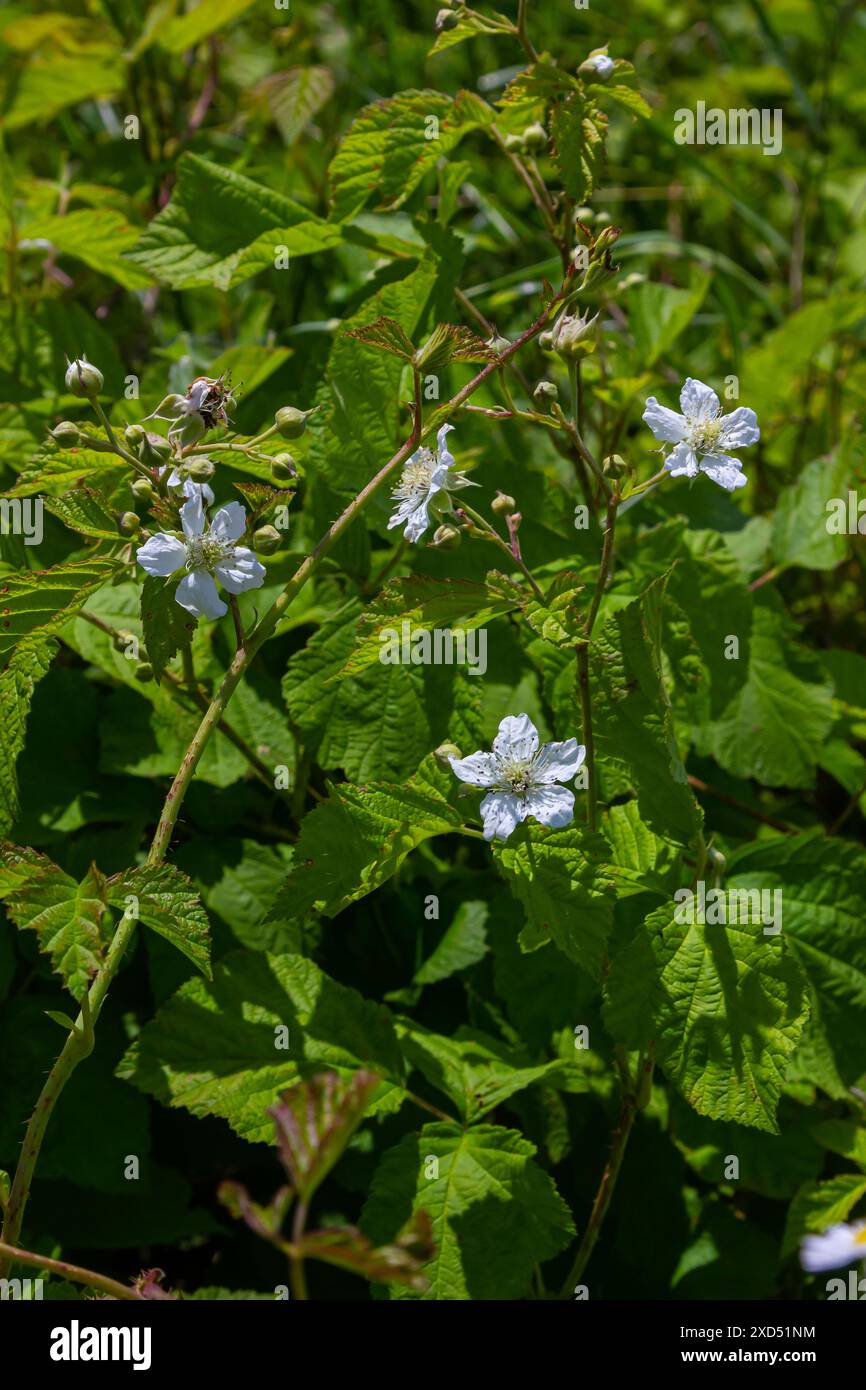 Fiore di mirtillo europeo Rubus caesius in estate. Foto Stock