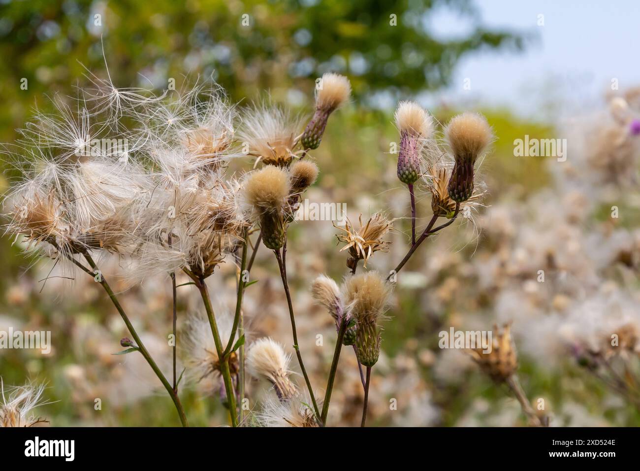 Il Cirsium arvense è una specie di piante perenni della famiglia dei cardi dell'astro. Piante autunnali con semi. Piante medicinali. Foto Stock