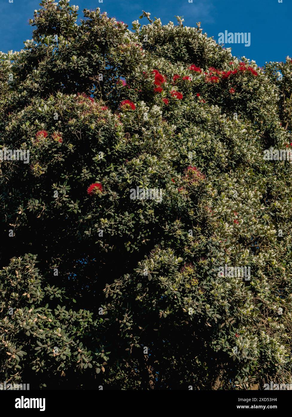 Metrosideros excelsa, pohutukawa, albero di Natale della nuova Zelanda o piante di alberi di ferro con una nuova crescita primaverile brillante Foto Stock