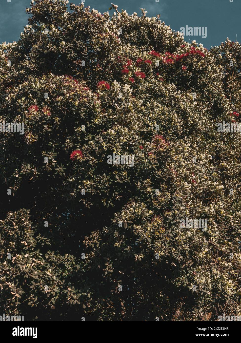 Metrosideros excelsa, pohutukawa, albero di Natale della nuova Zelanda o piante di alberi di ferro con una nuova crescita primaverile brillante Foto Stock