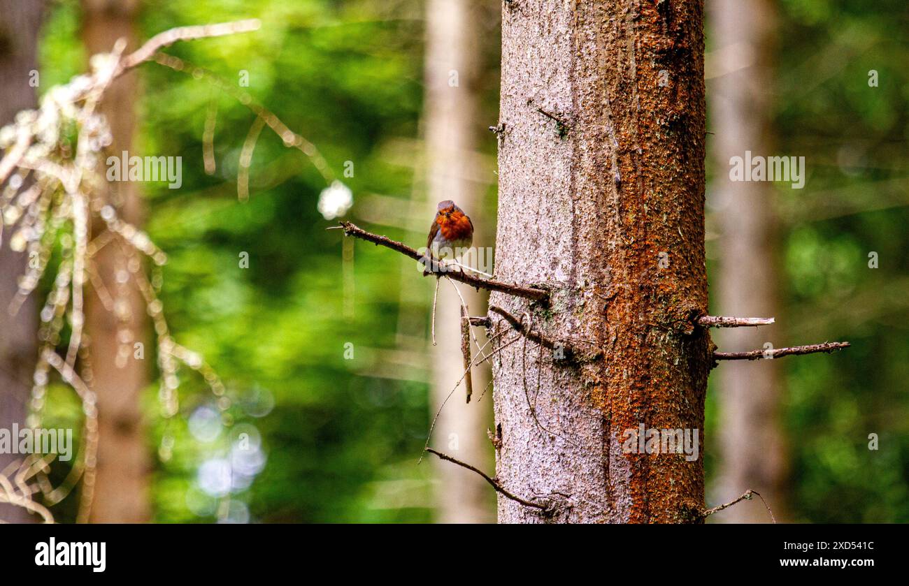 Dundee, Tayside, Scozia, Regno Unito. 20 giugno 2024. Meteo nel Regno Unito: Templeton Woods a Dundee ha un bel tempo di giugno con il sole che scorre attraverso gli alberi. Robin Redbreast è appollaiato su un albero nel profondo del bosco e posa per una fotografia. Crediti: Dundee Photographics/Alamy Live News Foto Stock