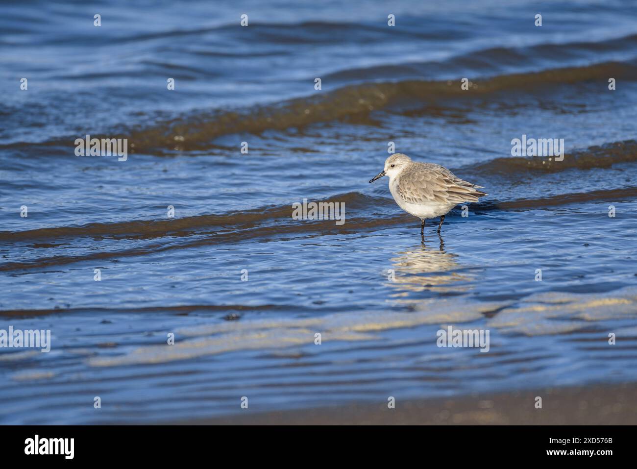 Sanderling (Chroicocephalus ridibundus) sulla spiaggia di barra del Trabucador, nel Delta dell'Ebro (Tarragona, Catalogna, Spagna) Foto Stock