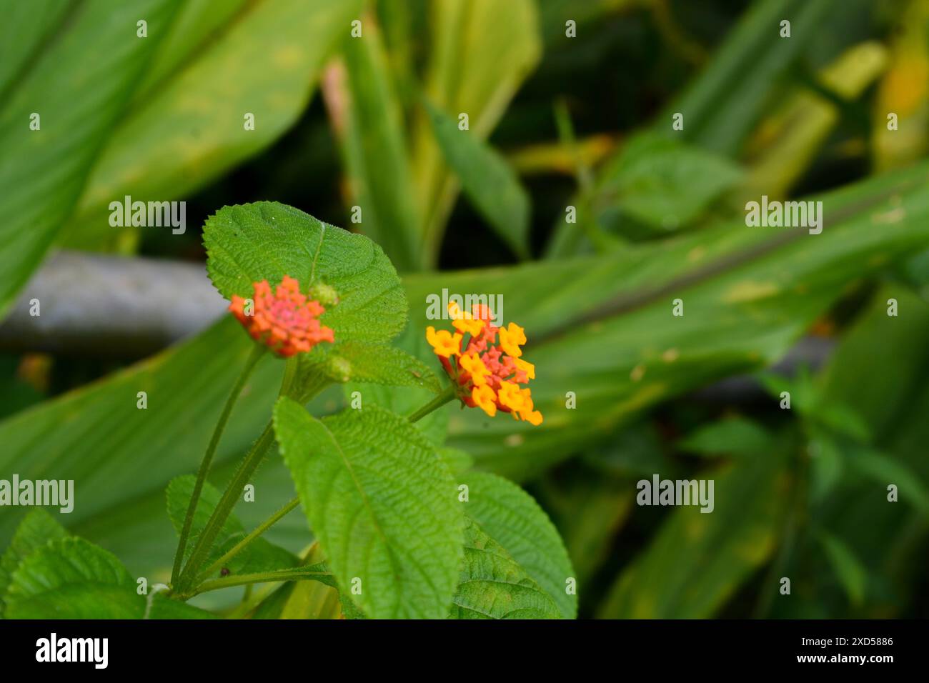 Foto di piante selvatiche intorno alla casa, erbacce Foto Stock