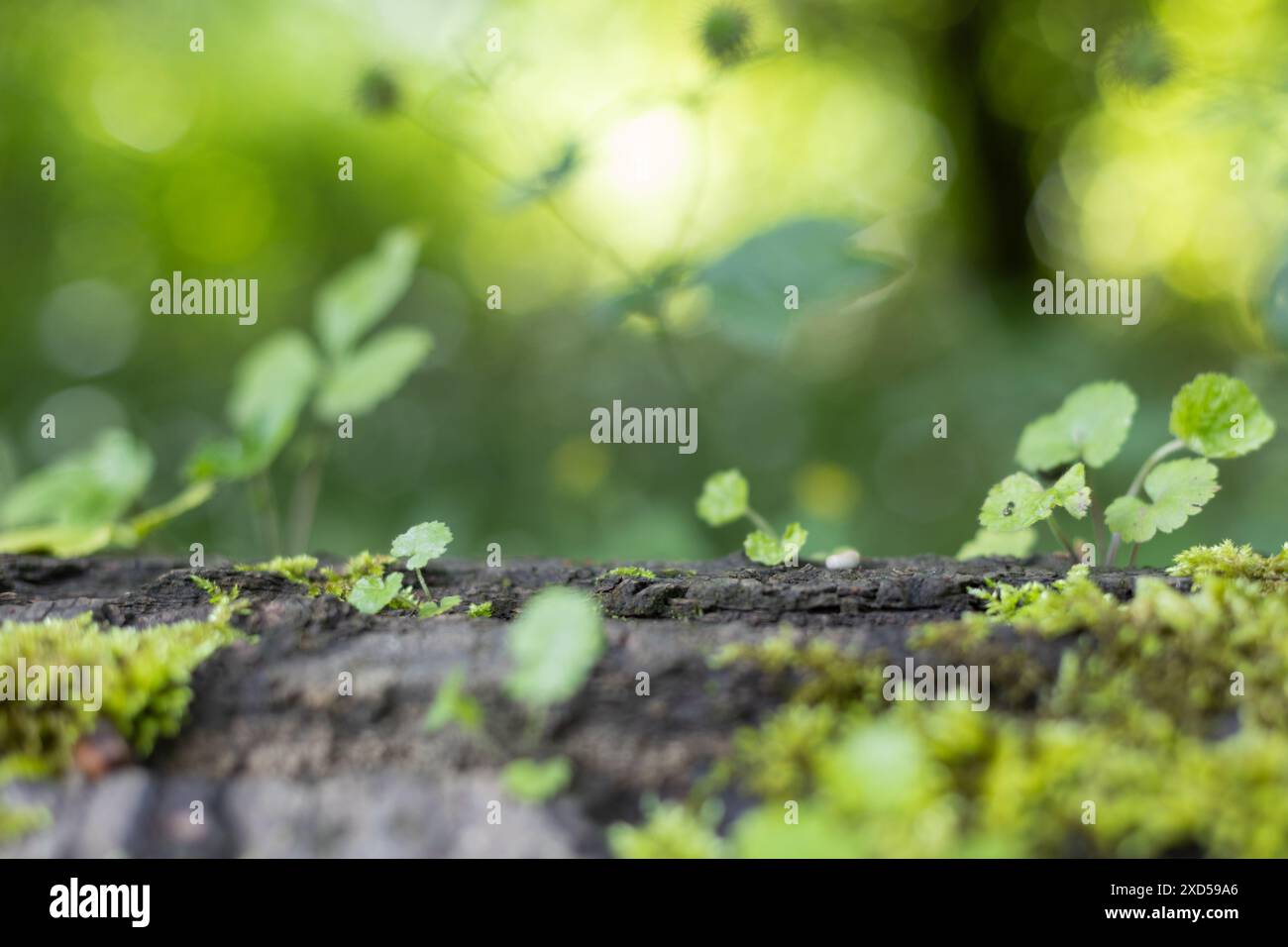 Sfondo naturale per l'esposizione del prodotto Foto Stock