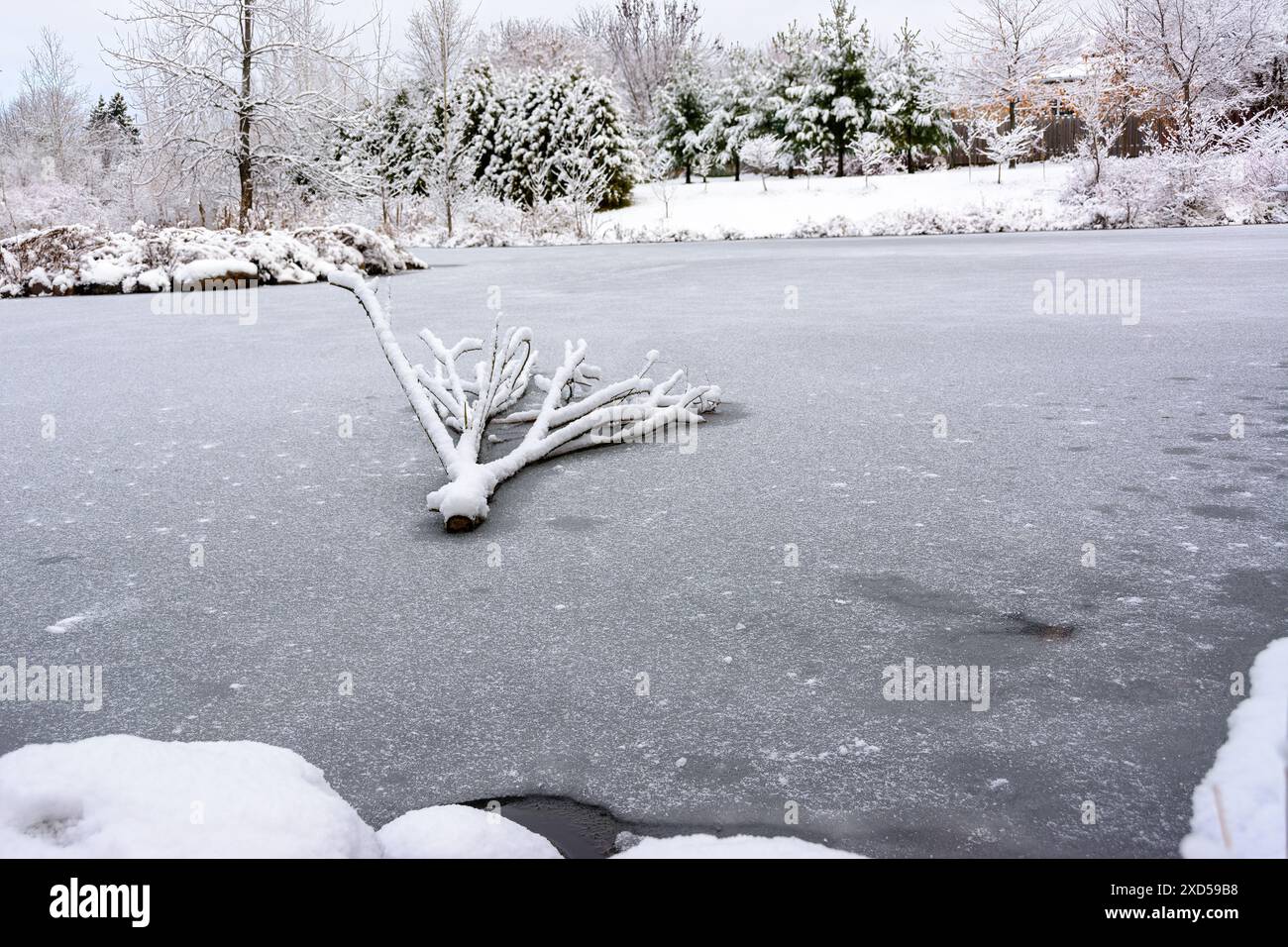 Ramo d'albero sull'acqua ghiacciata nel lago Foto Stock