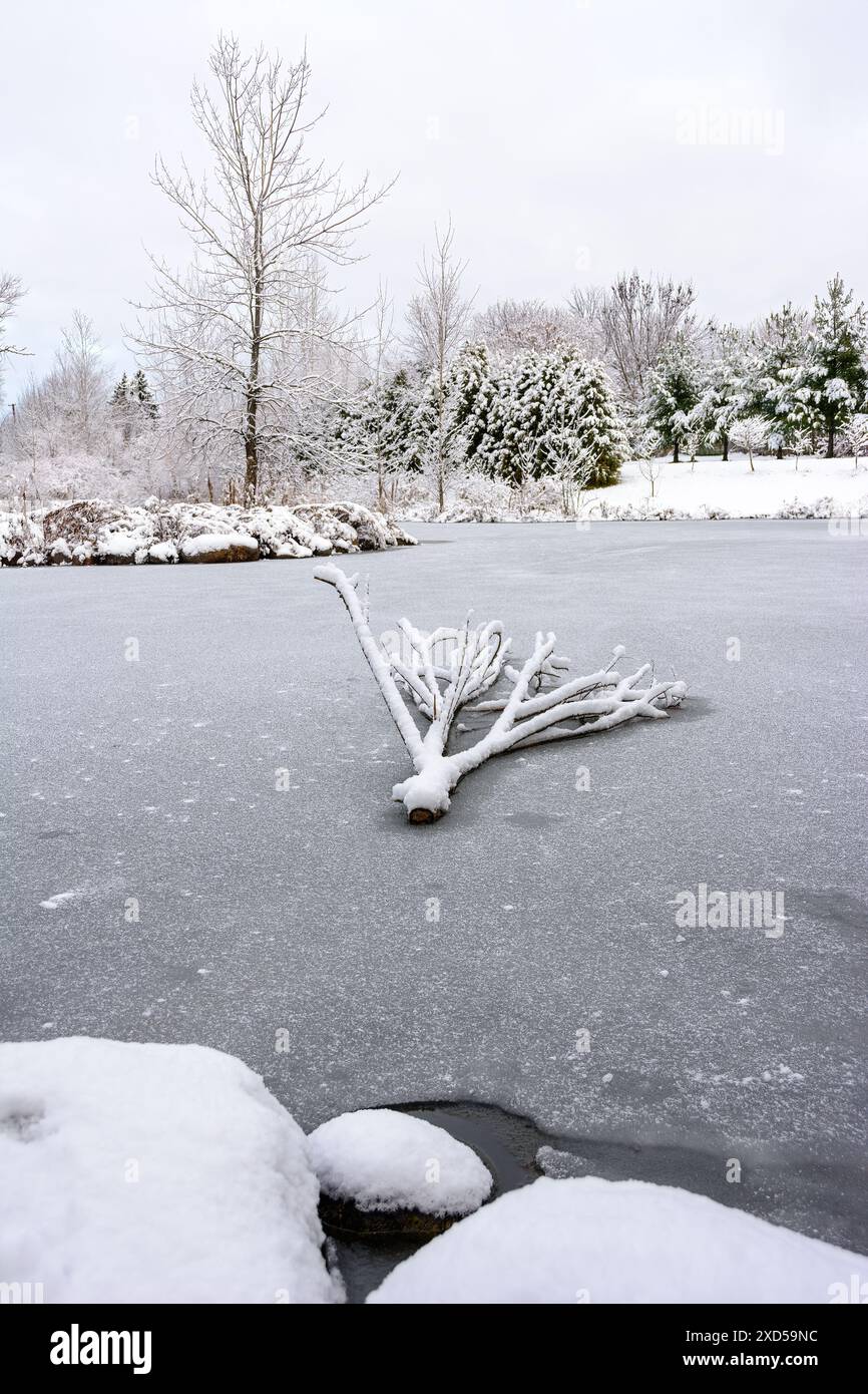Ramo d'albero sull'acqua ghiacciata nel lago Foto Stock