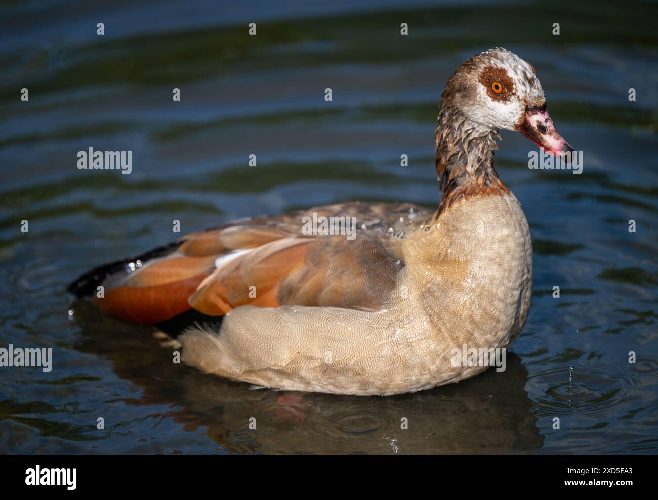 Oca egiziana che nuota in uno stagno. Oca egiziana (Alopochen aegyptiaca), Kent, Regno Unito. Foto Stock