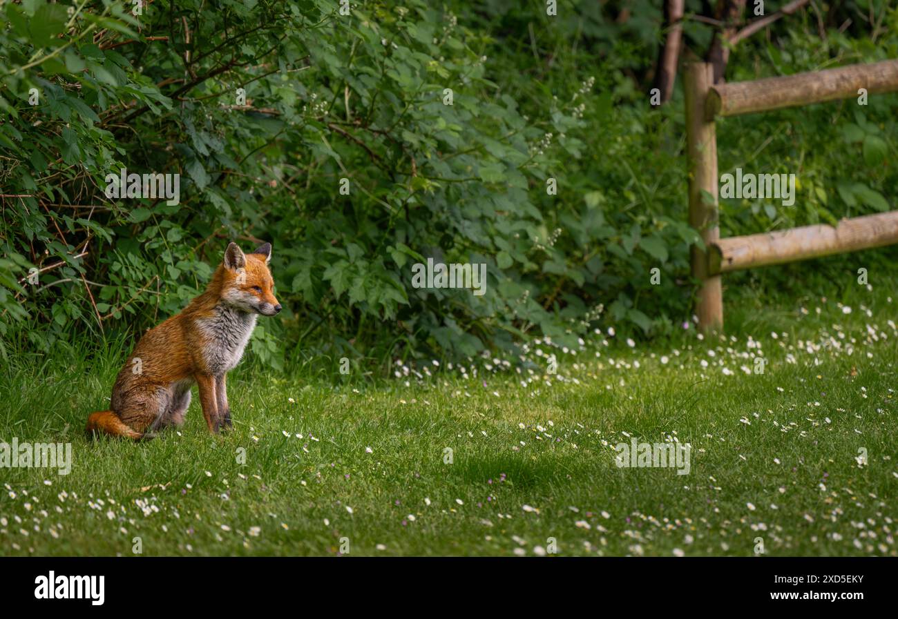 Una volpe seduta sull'erba con piante dietro. Red Fox (Vulpes vulpes), Kent, Regno Unito. Foto Stock
