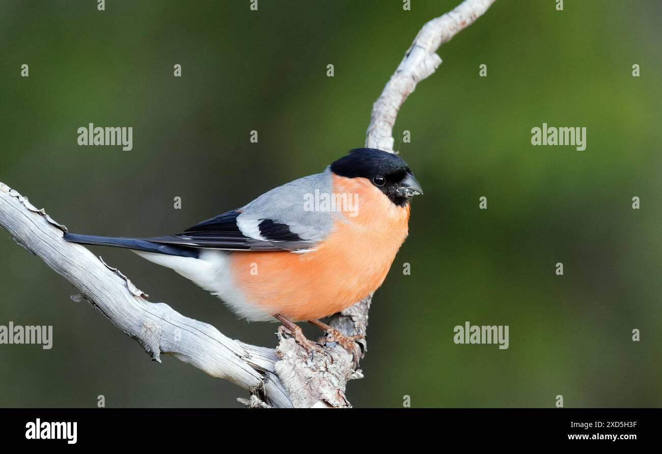 Bullfinch maschio, sfondo verde Foto Stock