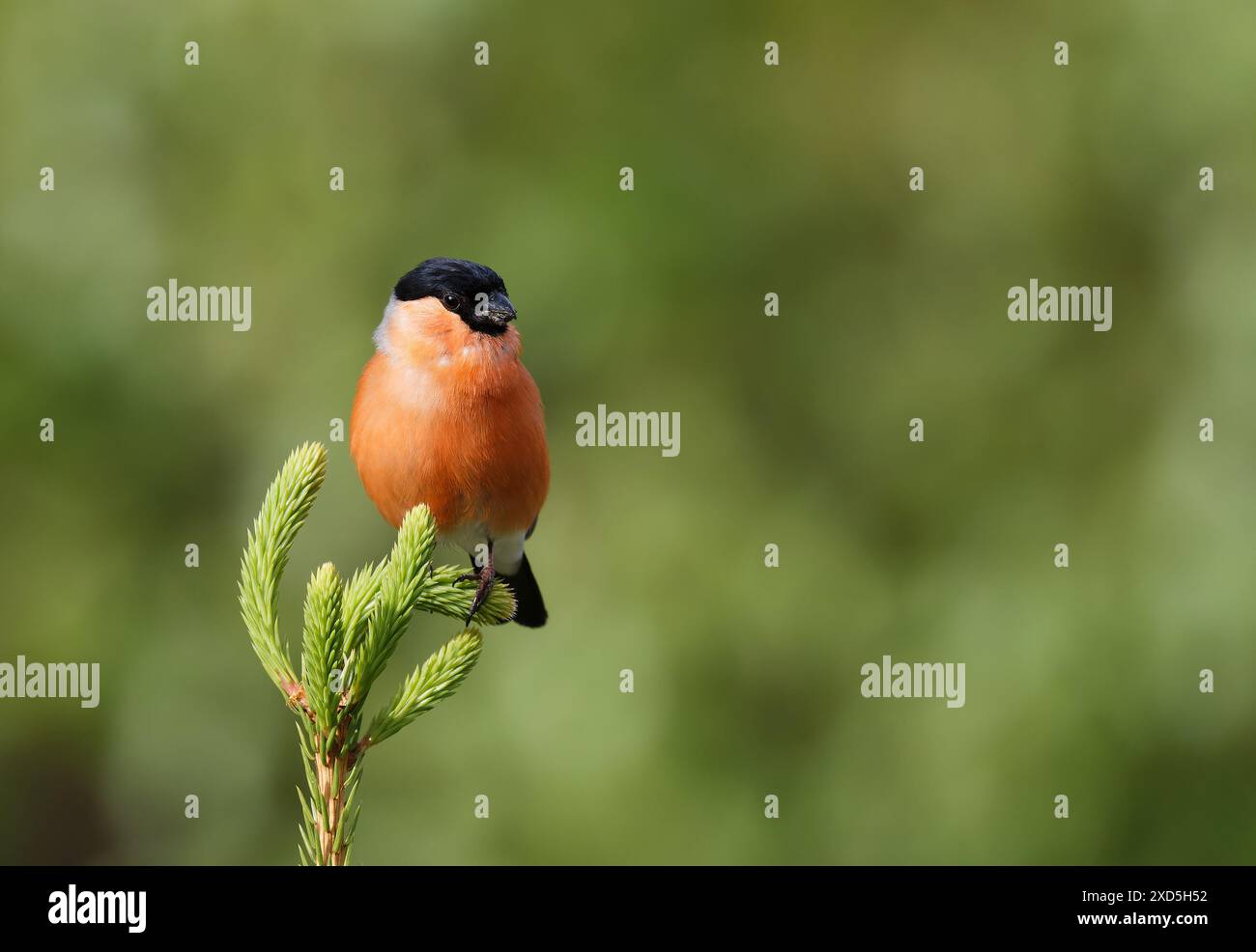 Bullfinch maschio, sfondo verde Foto Stock