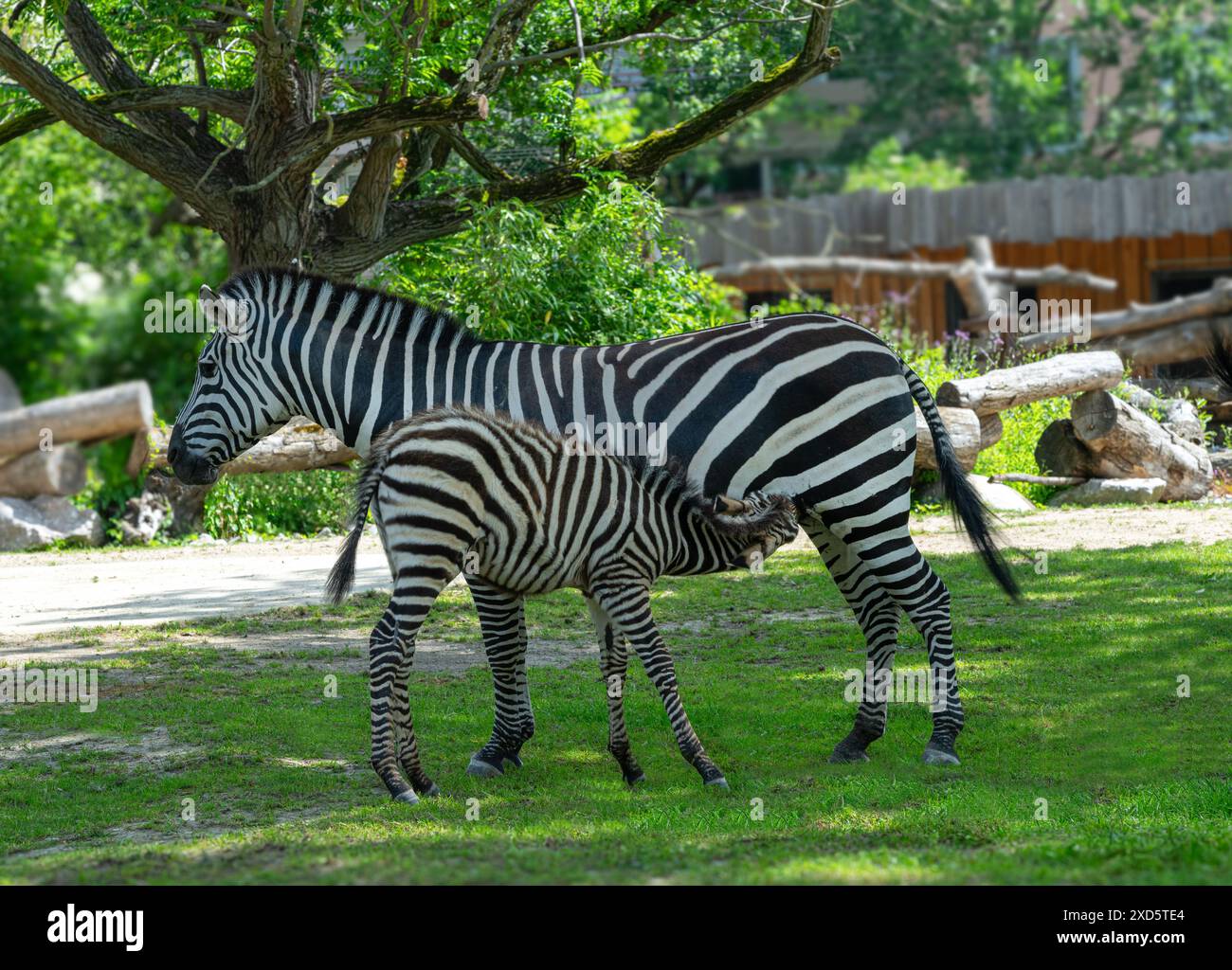 Una giovane zebra beve il latte materno Foto Stock