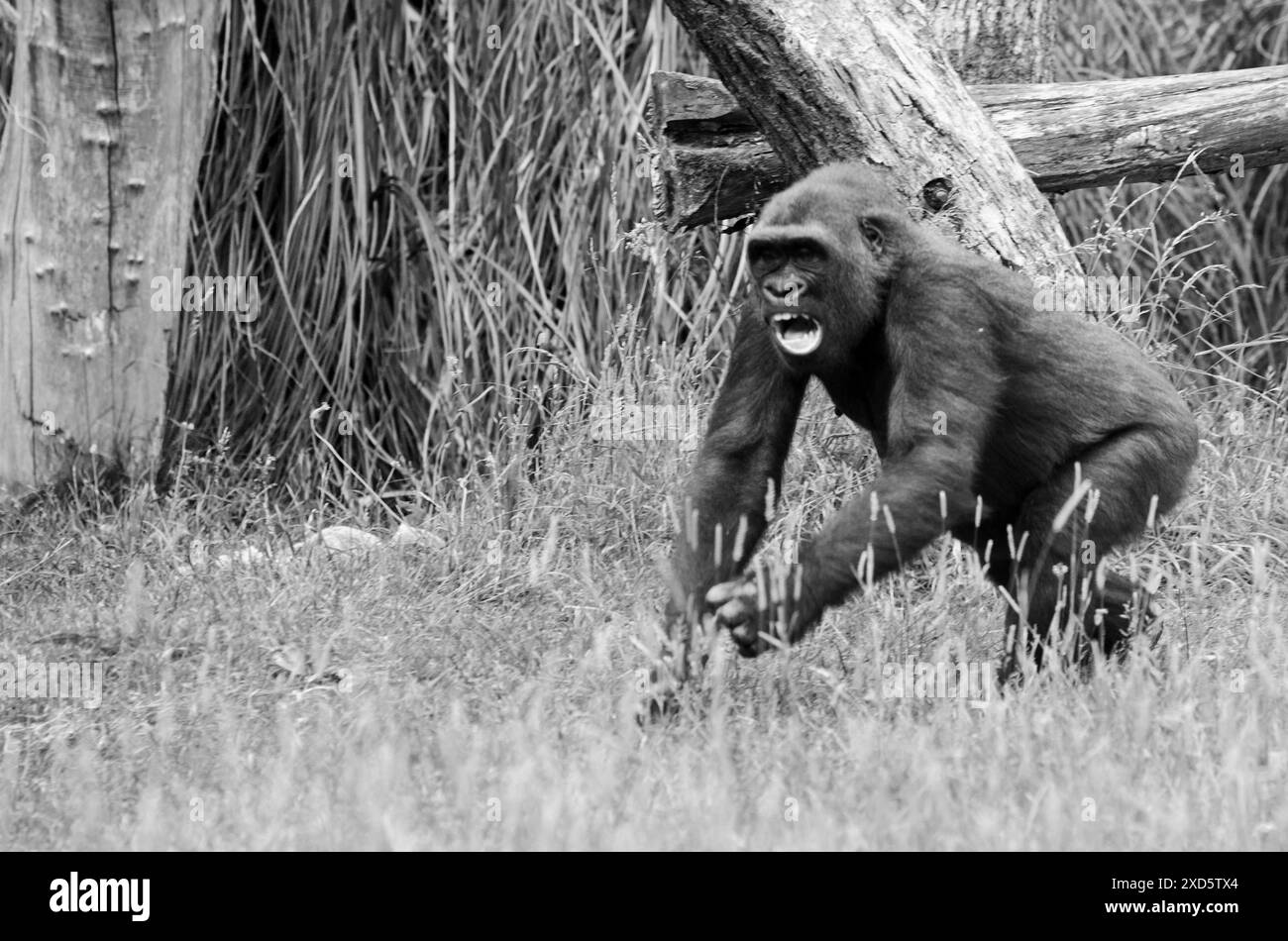 Arrabbiato gorilla di pianura occidentale che corre attraverso l'erba con i denti in mostra Foto Stock