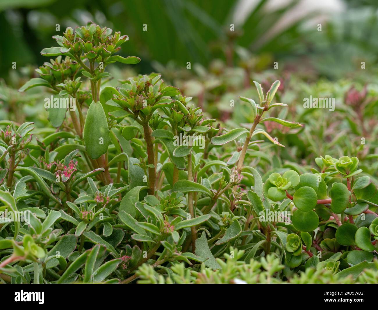 Primo piano del Sedum piantato su un capannone. Foto Stock