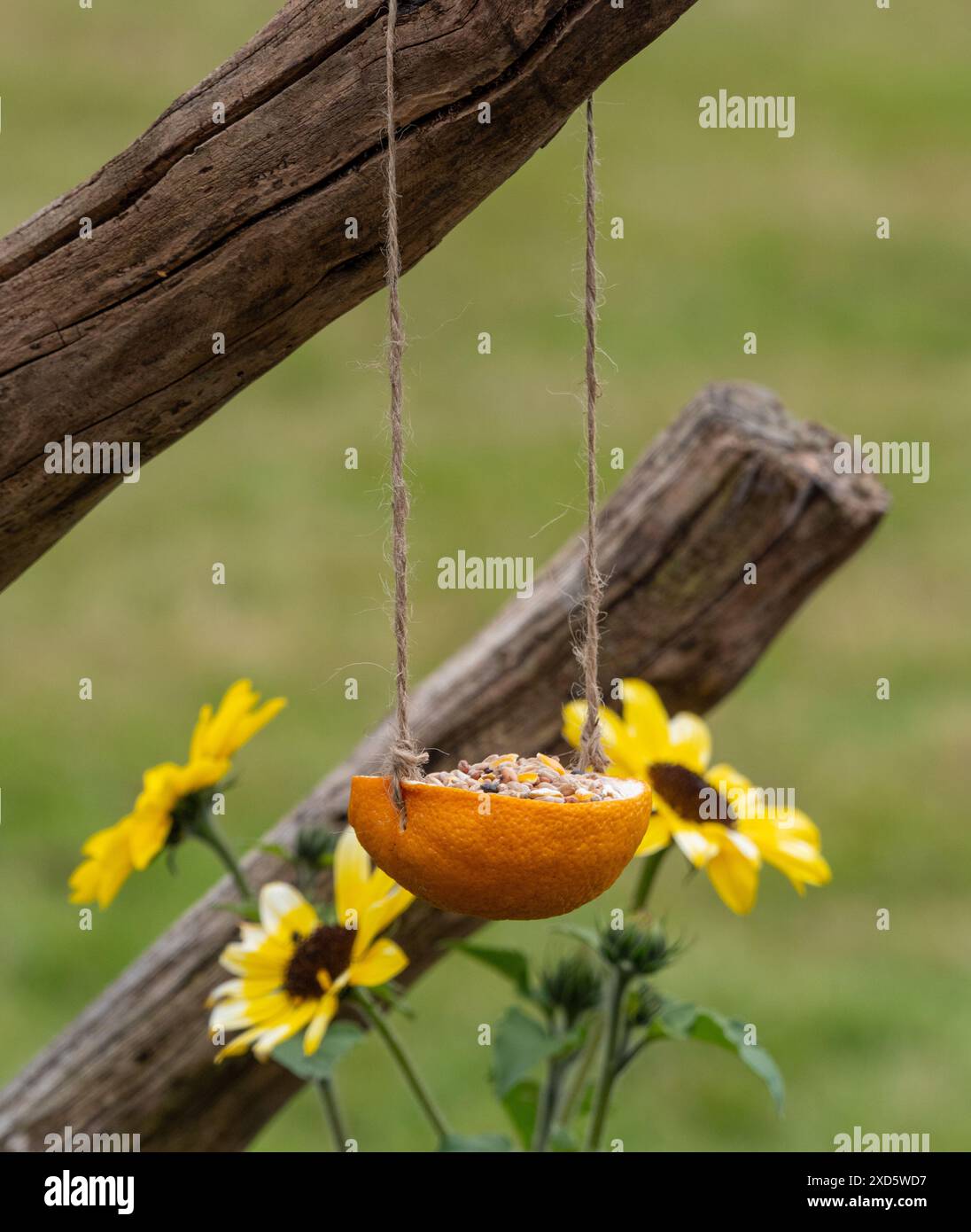 Alimentatore per uccelli di agrumi pieno di semi appesi a un palo di legno in un giardino del Regno Unito. Foto Stock