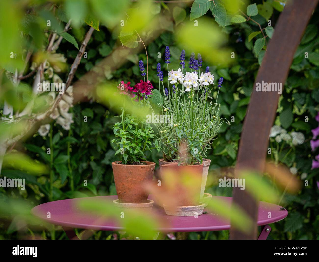 Piccolo tavolo da giardino rosa e vasi di terracotta con fiori estivi. Foto Stock